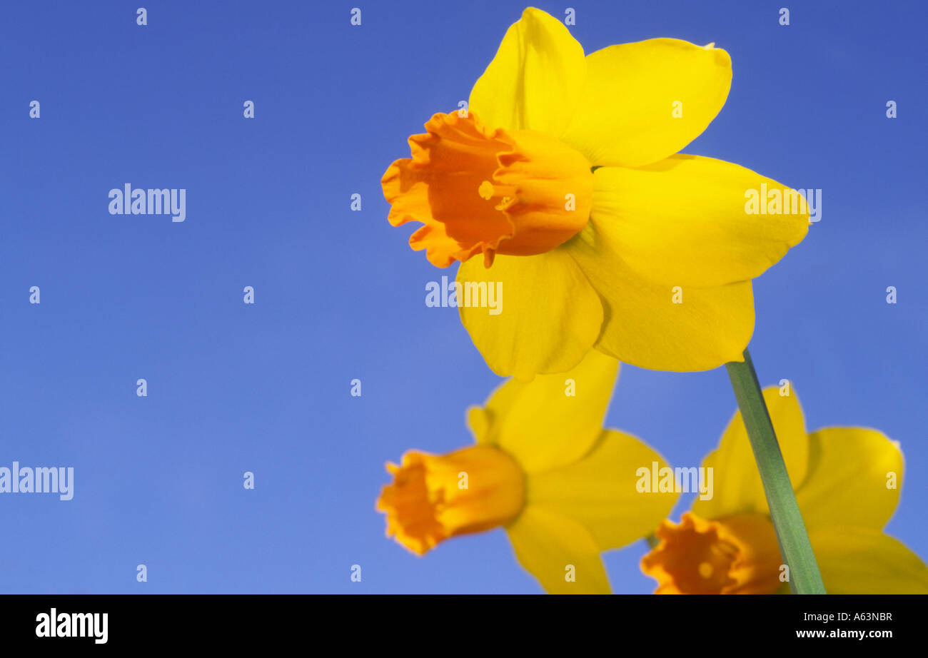 Fiori stagionali colore molla nel giardino narcisi Narcissus Jetfire contro un cielo blu Scozia UK Foto Stock