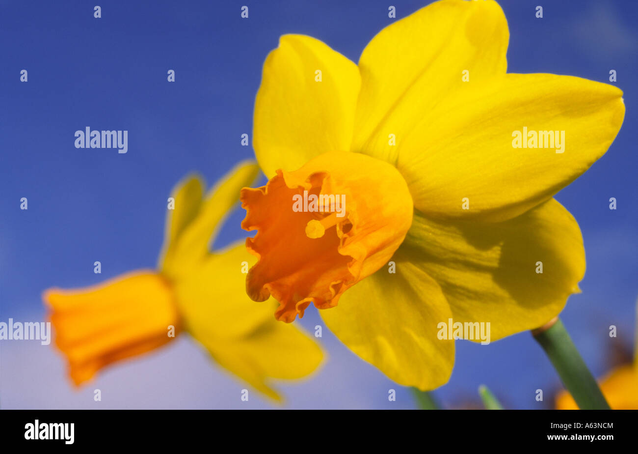 Colore delle molle nel giardino narcisi Narcissus Jetfire contro un cielo blu Scozia UK Foto Stock