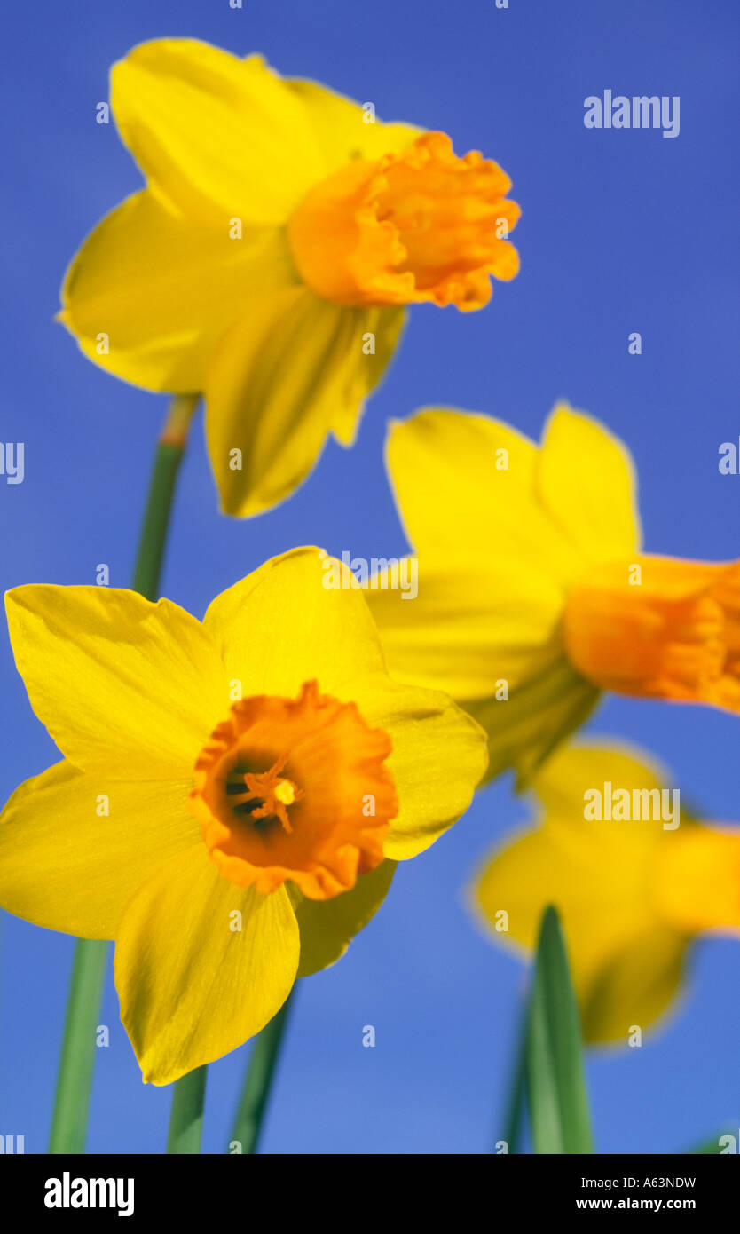 Colore delle molle nel giardino narcisi Narcissus Jetfire Scotland Regno Unito Foto Stock