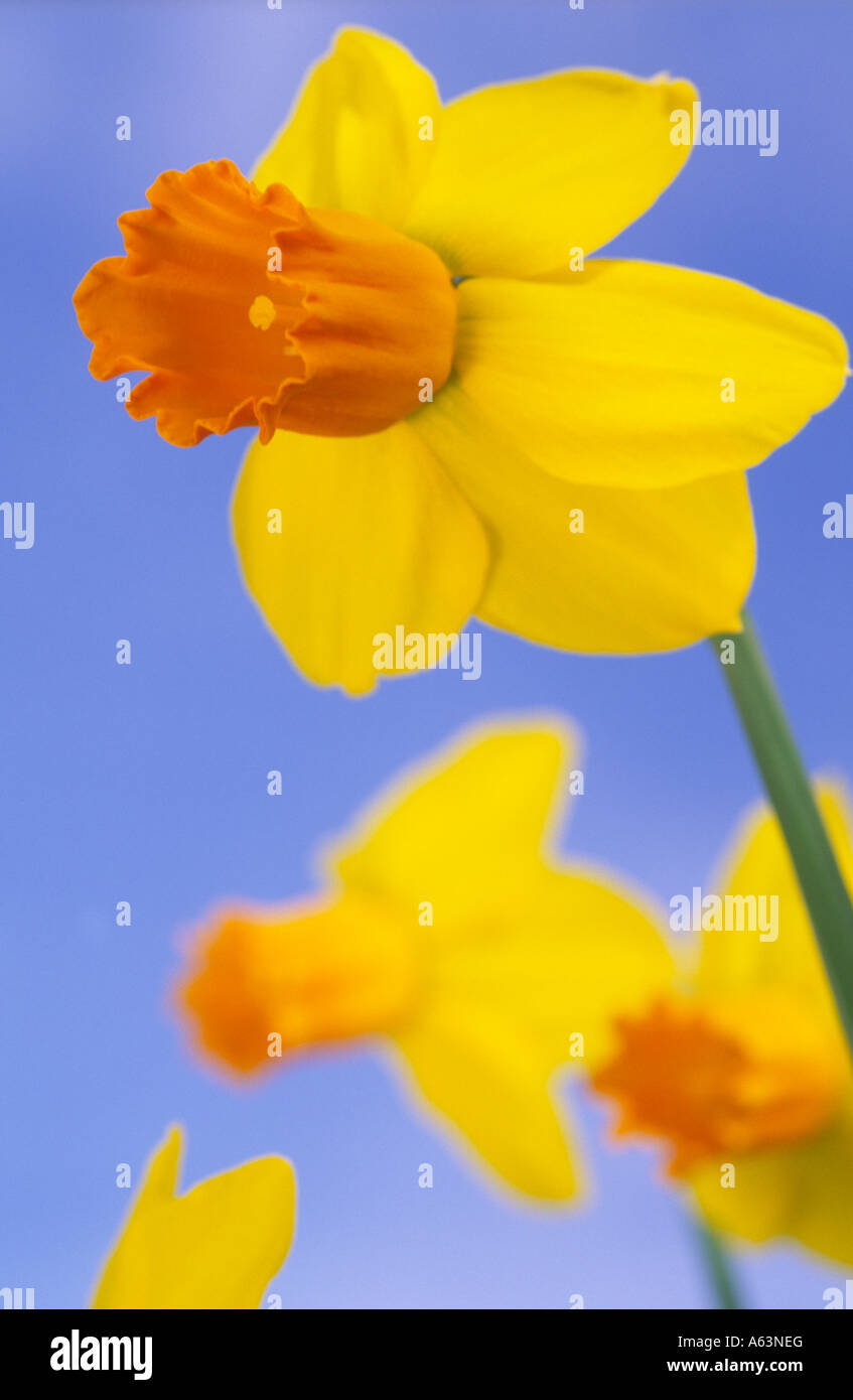 Colore delle molle nel giardino narcisi Narcissus Jetfire Scotland Regno Unito Foto Stock