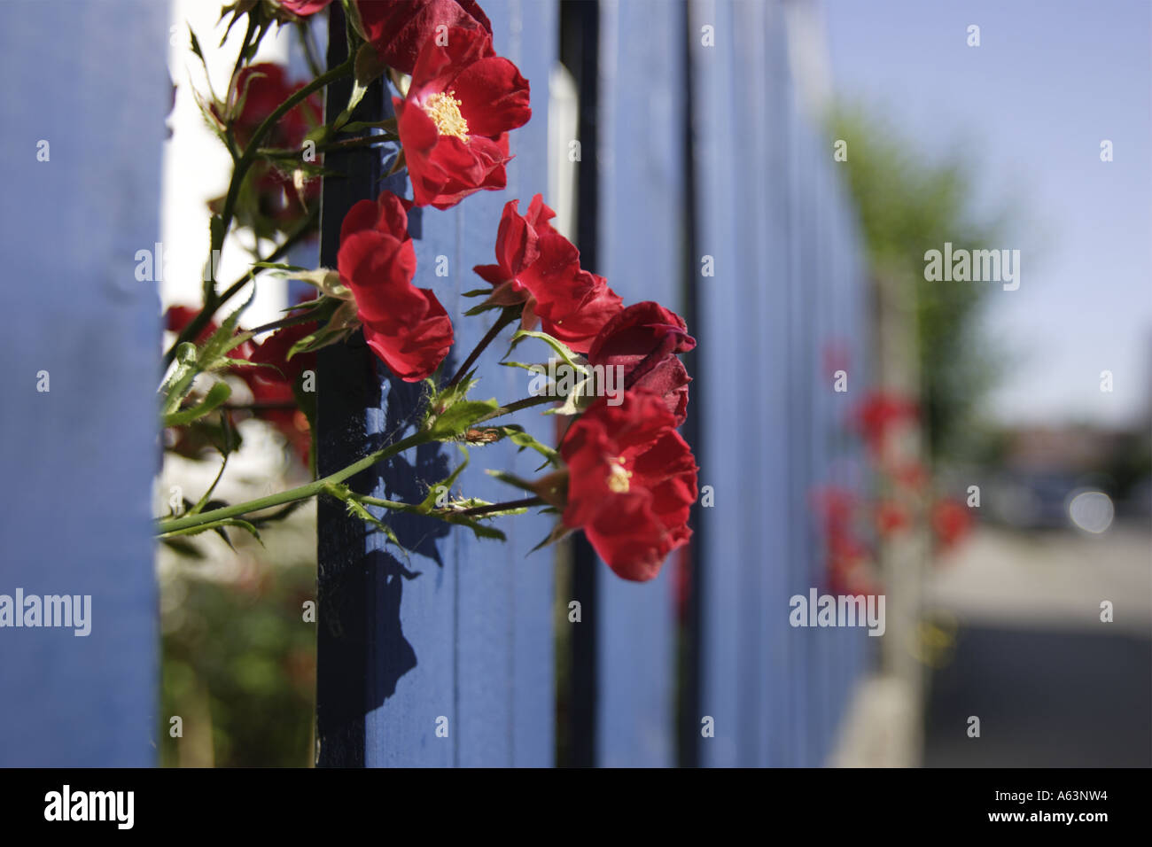 Close-up di rose Foto Stock