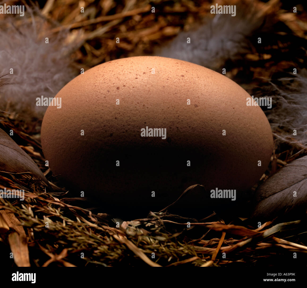 Un uovo nel nido. Foto da Paddy McGuinness paddymcguinness. Foto Stock