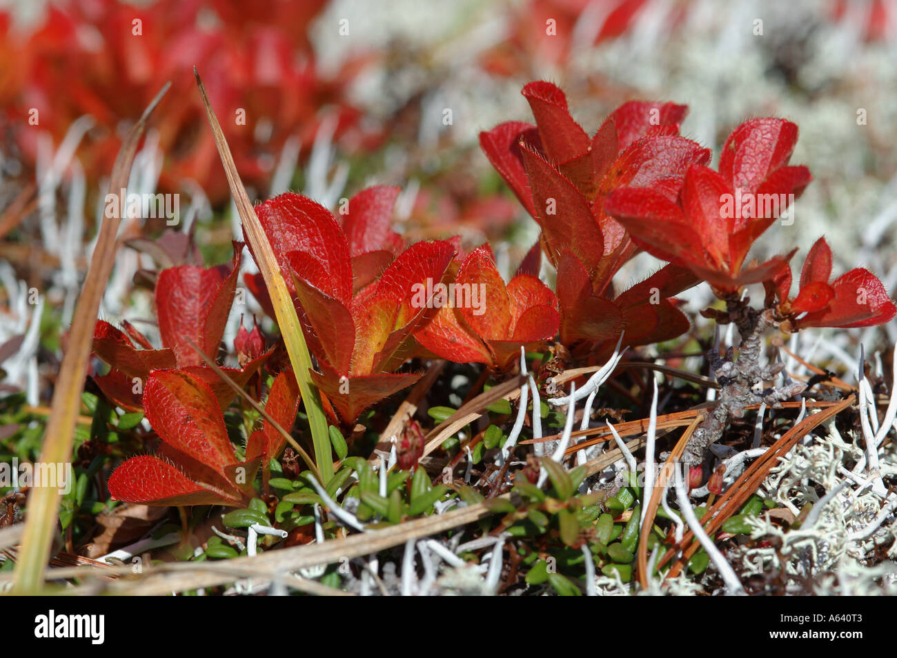 Arbusto nano Arctous alpina conosciuta come orso Alpine Berry o nero Uva ursina cresce in lichen ericaceous heath tundra , Kamchatka Foto Stock