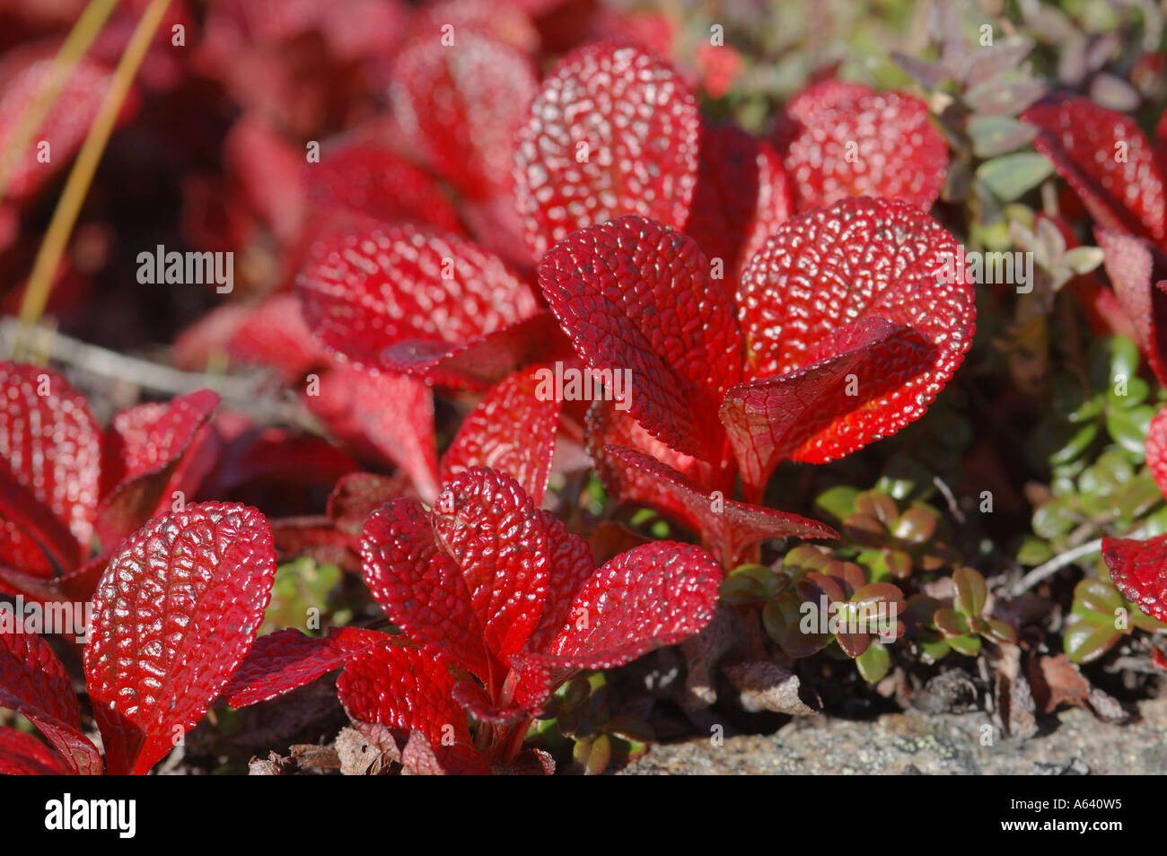 Arbusto nano Arctous alpina conosciuta come orso Alpine Berry o nero Uva ursina cresce in lichen ericaceous heath tundra , Kamchatka Foto Stock