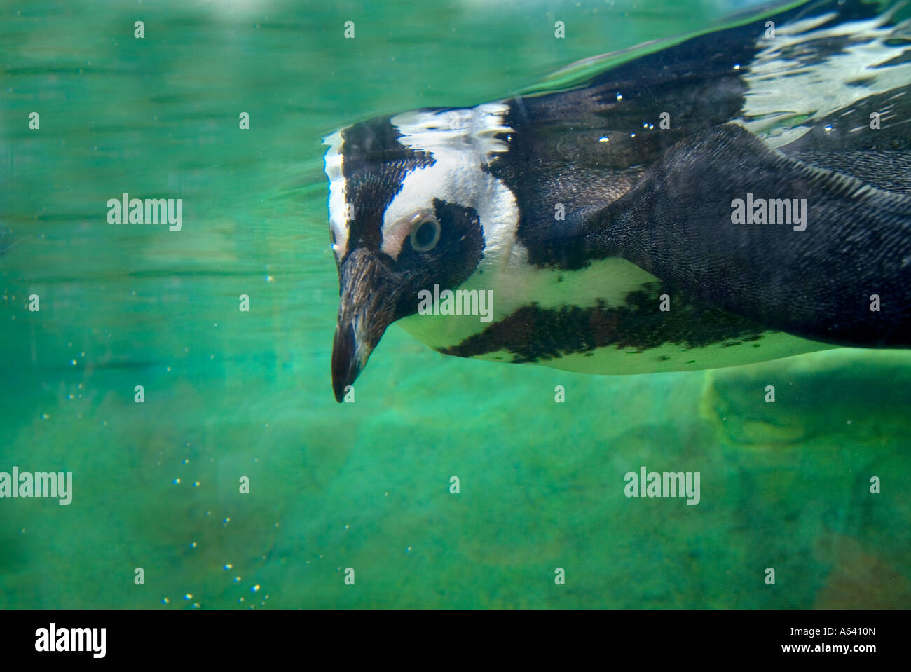 Nero Africa Footed pinguino nuoto subacqueo, New Jersey Acquario, STATI UNITI D'AMERICA Foto Stock