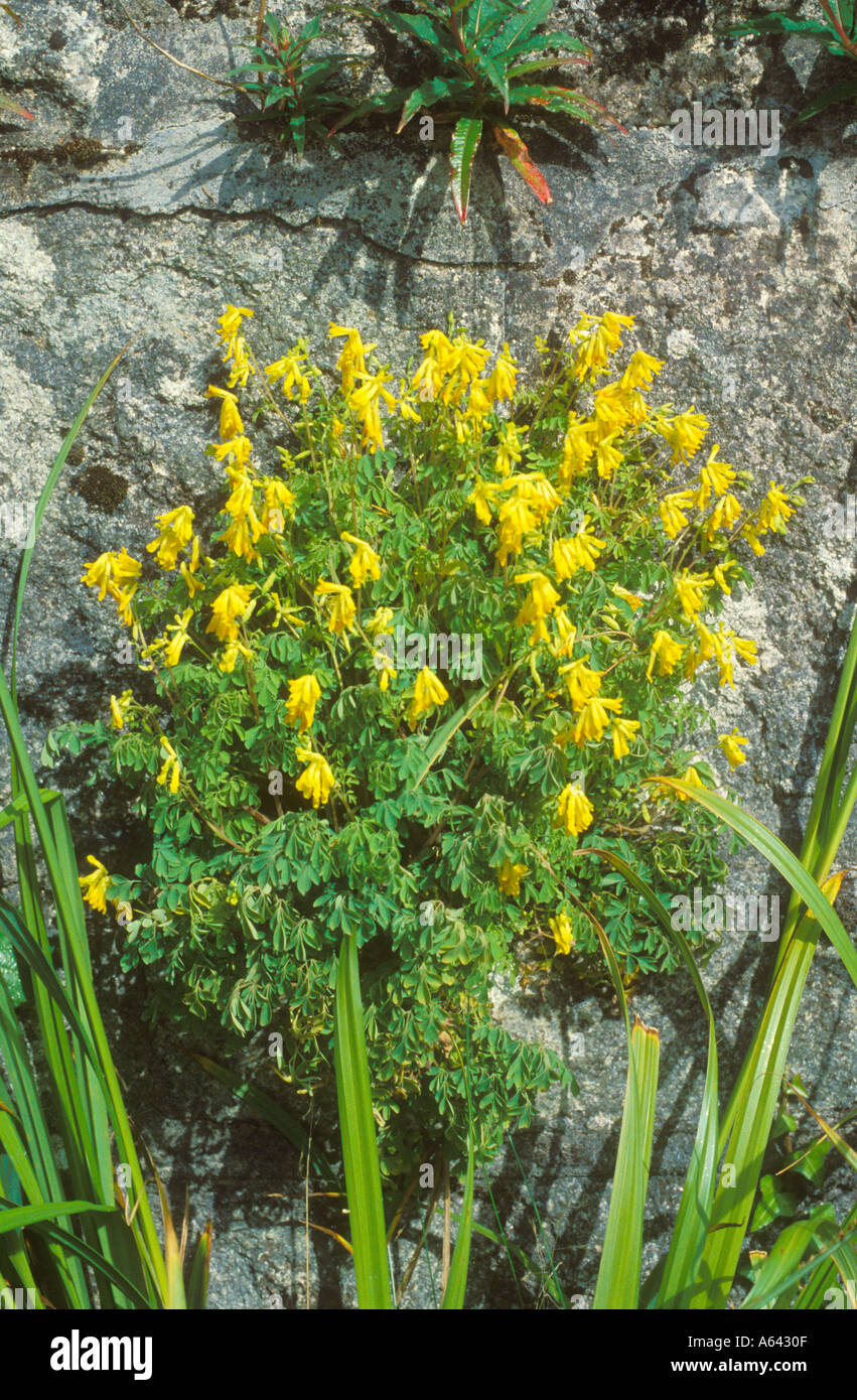 Giallo Corydalis crescono in un secco vecchio muro di pietra Foto Stock