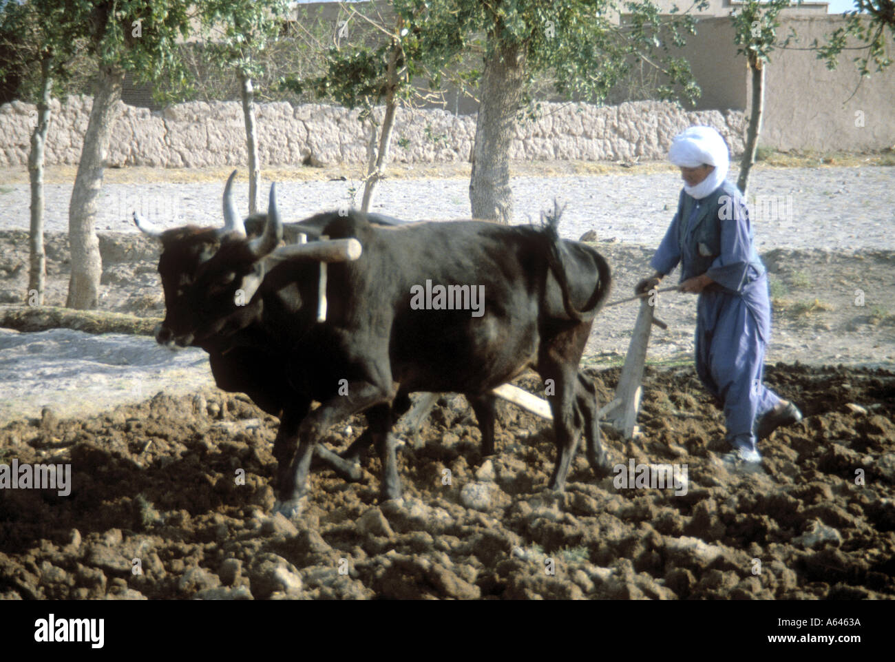 Buoi con aratro vicino a Herat Foto Stock