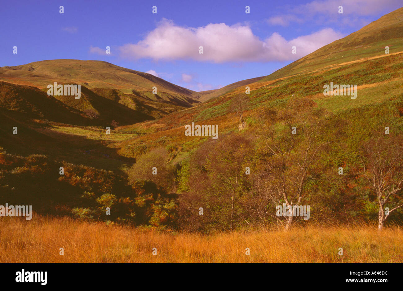 Ochil Hills in autunno sopra' Dollar Scozia' Foto Stock