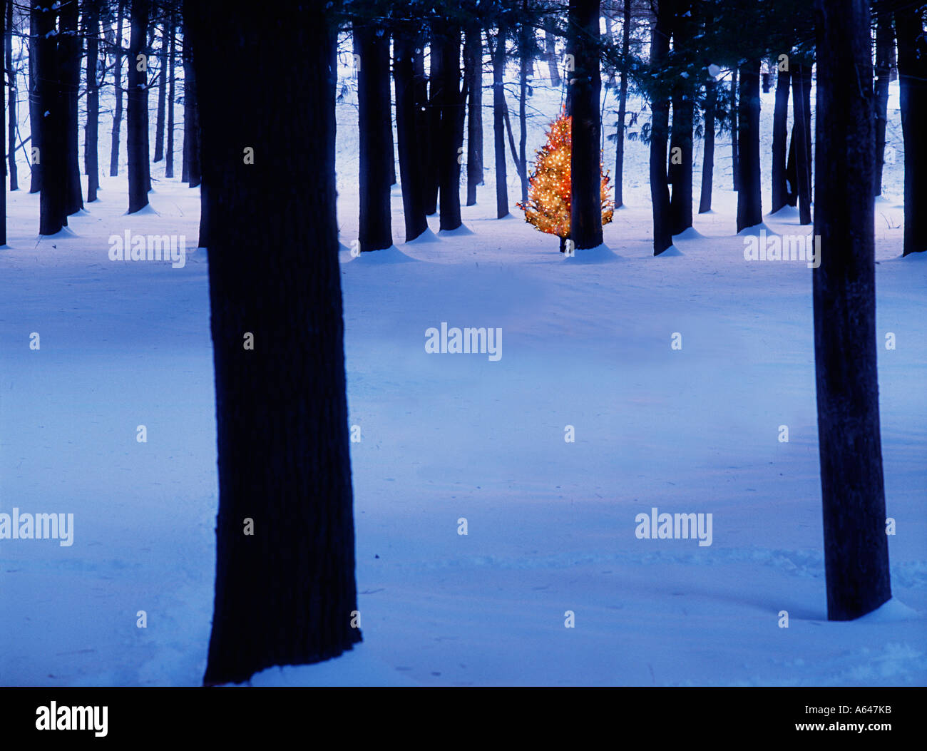 Unico albero di Natale decorato nella foresta Foto Stock