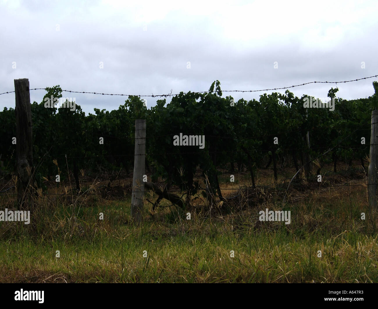 La Hunter Valley vigne , Nuovo Galles del Sud, Australia Foto Stock