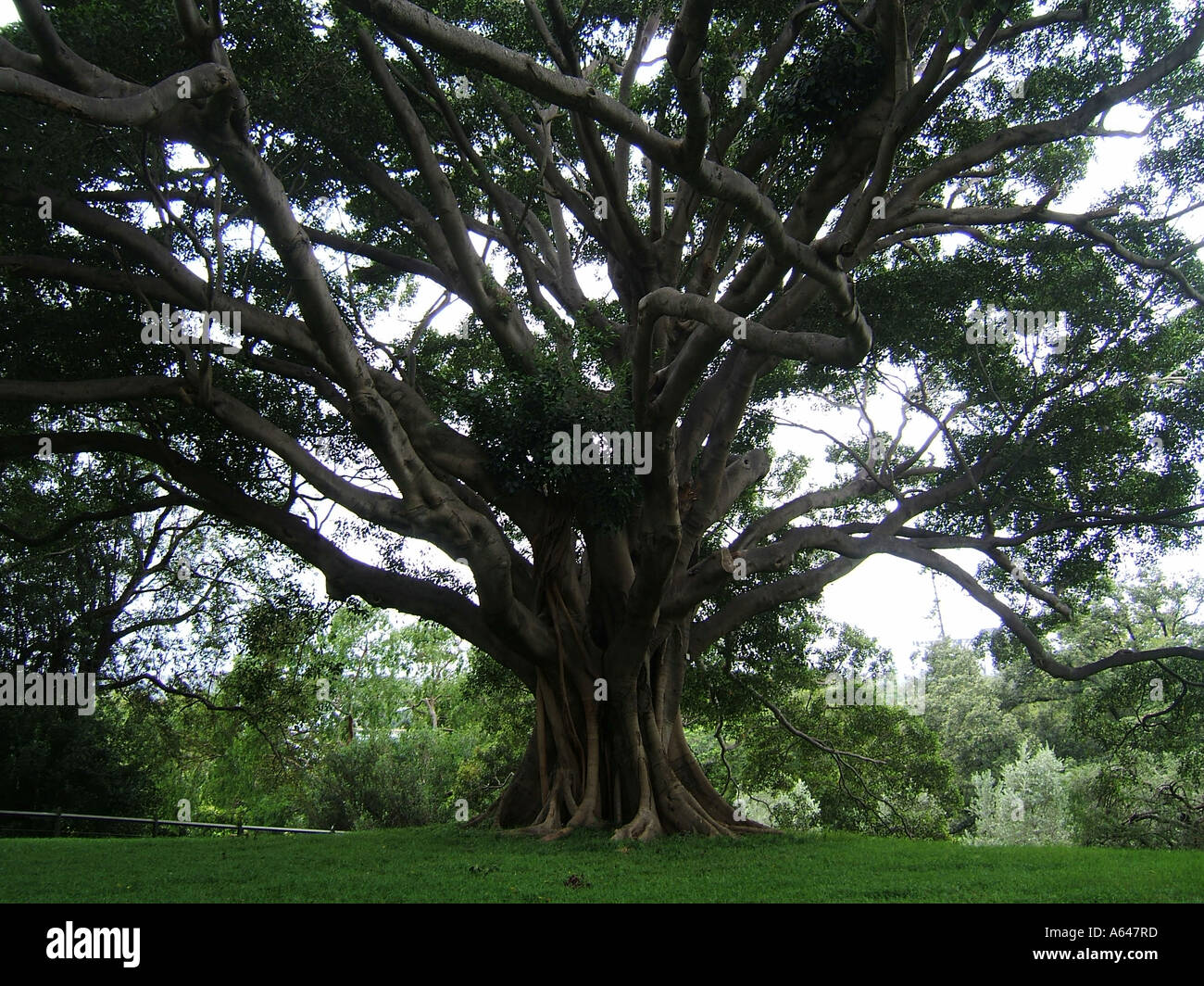 I giardini botanici di Sydney, Nuovo Galles del Sud, Australia Foto Stock