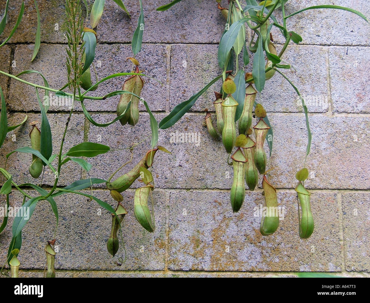 I giardini botanici di Sydney, Nuovo Galles del Sud, Australia Foto Stock