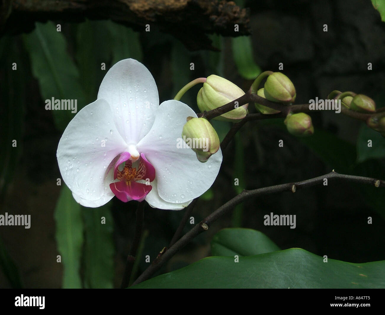 Le orchidee al Giardino botanico di Sydney, Nuovo Galles del Sud, Australia Foto Stock