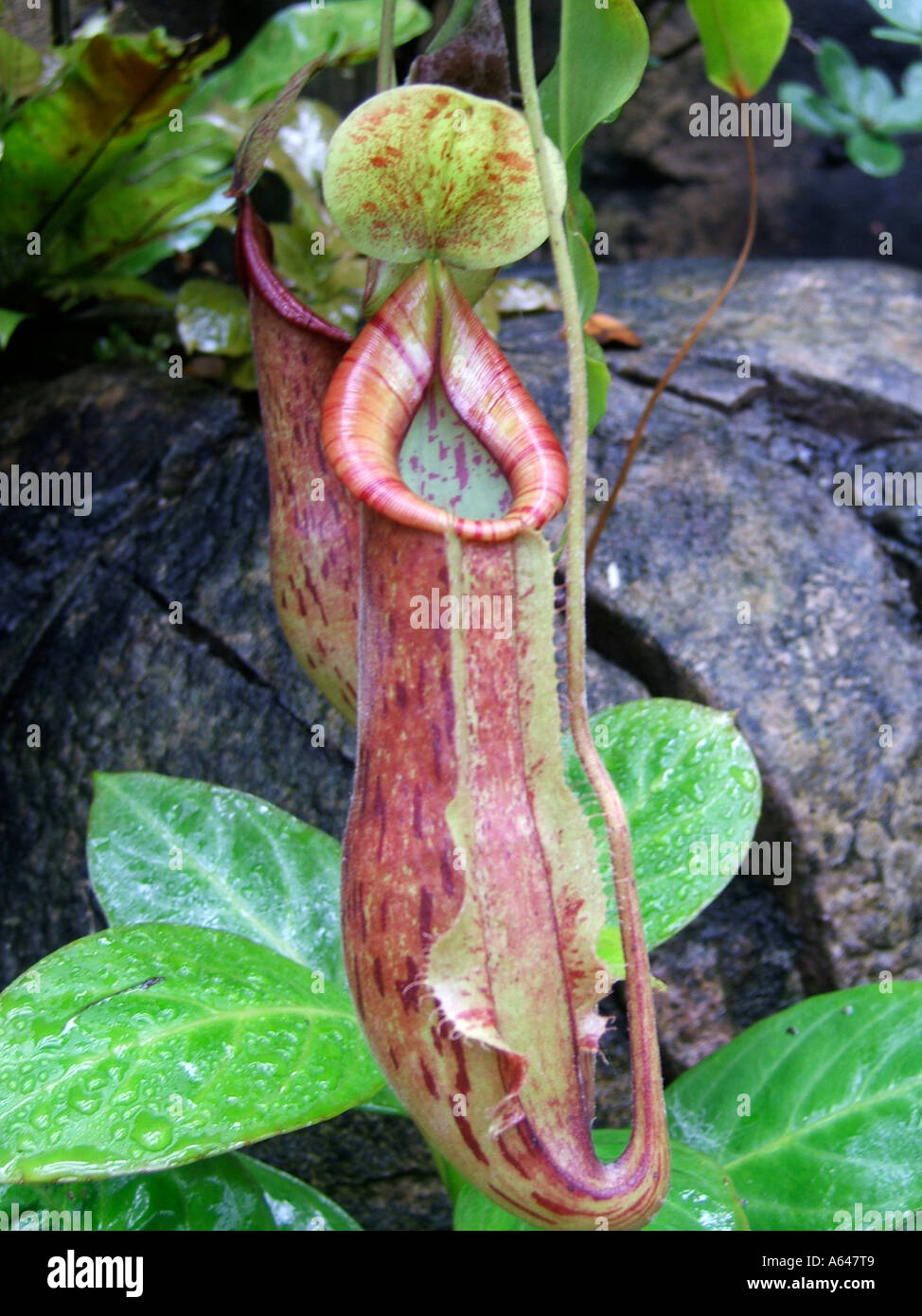 Pianta brocca Sydney, Nuovo Galles del Sud, Australia Foto Stock