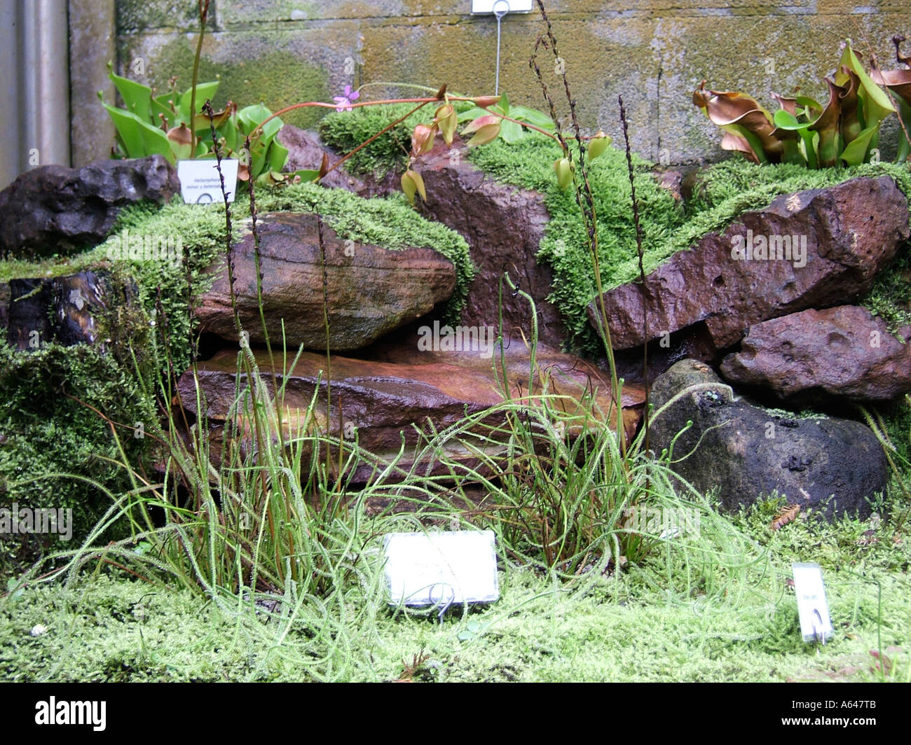I giardini botanici di Sydney, Nuovo Galles del Sud, Australia Foto Stock