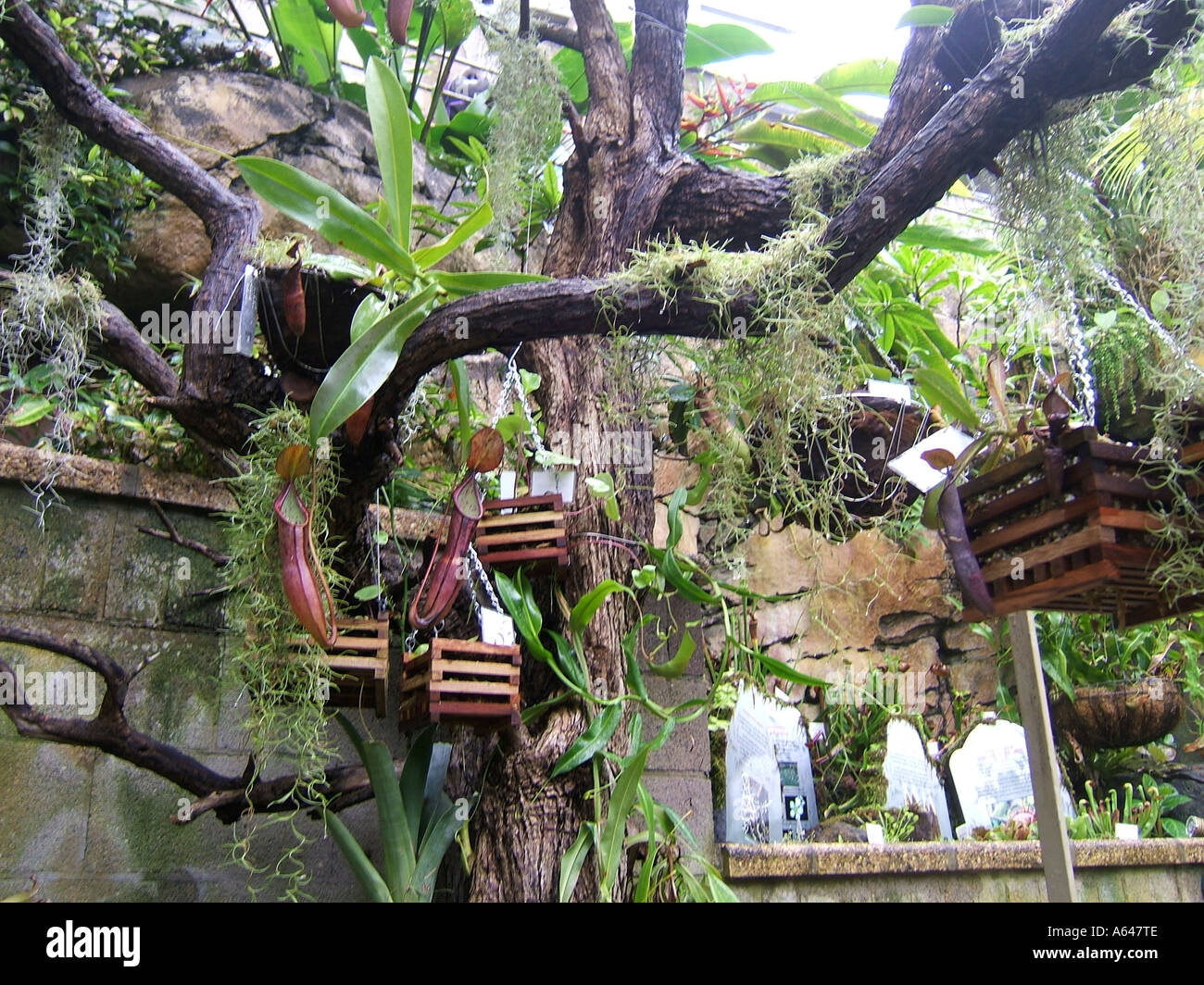 I giardini botanici di Sydney, Nuovo Galles del Sud, Australia Foto Stock