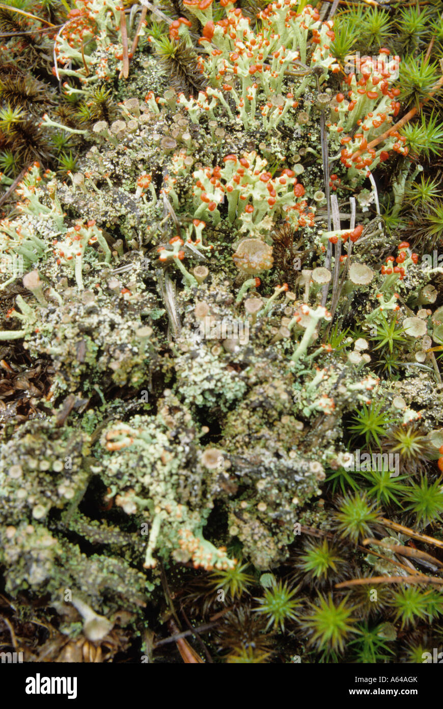 Caribou Coffee Company Moss è anche noto come licheni delle renne ha trovato una su un albero di decadimento nel nord degli Stati Uniti. Foto Stock