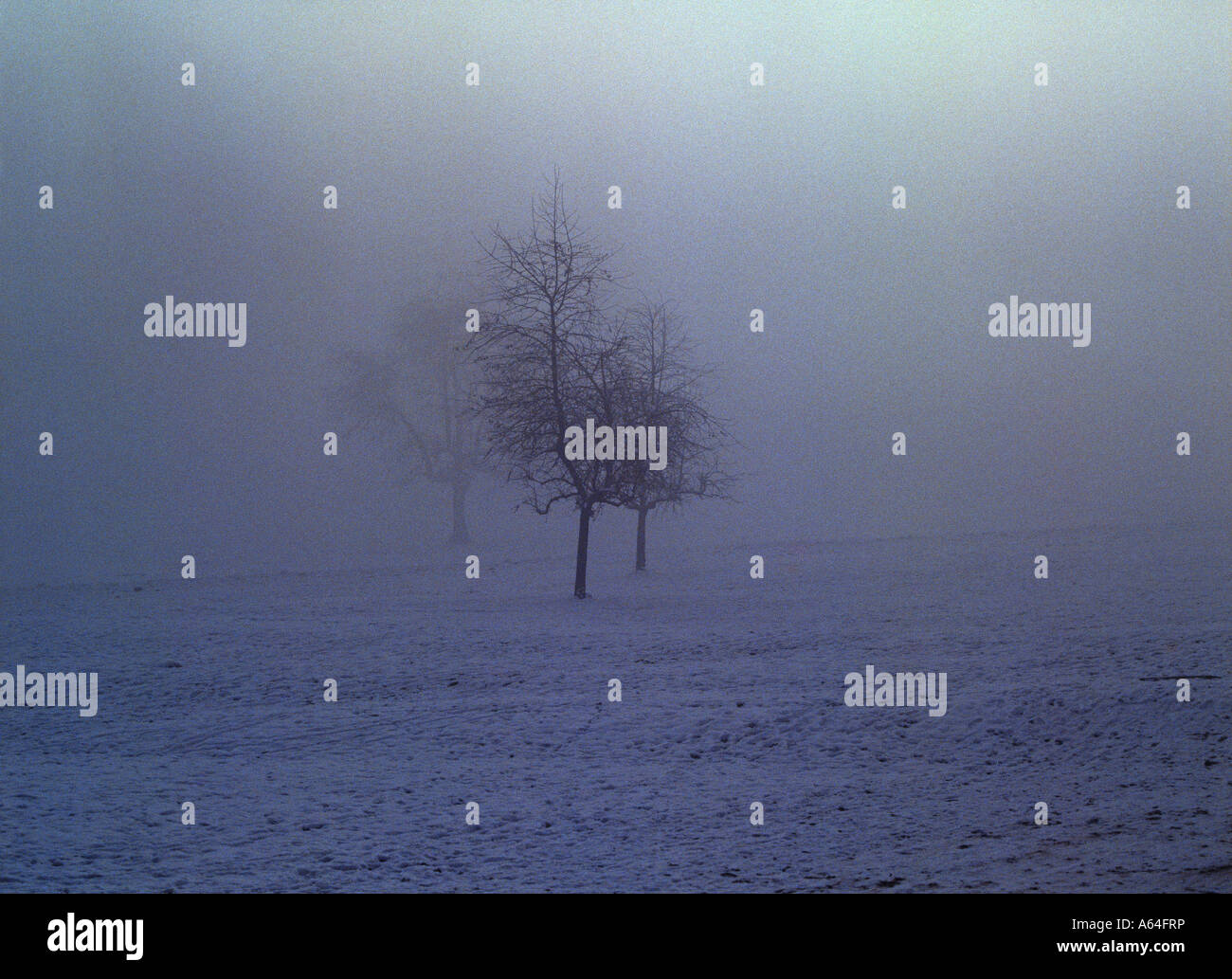 Peri nella nebbia e in inverno il Cantone di Turgovia svizzera Foto Stock