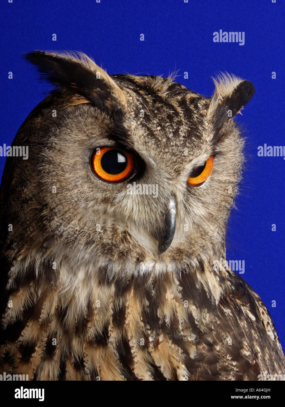 Gufo reale (Bubo bubo) contro la pianura sfondo blu Captive campione Foto Stock