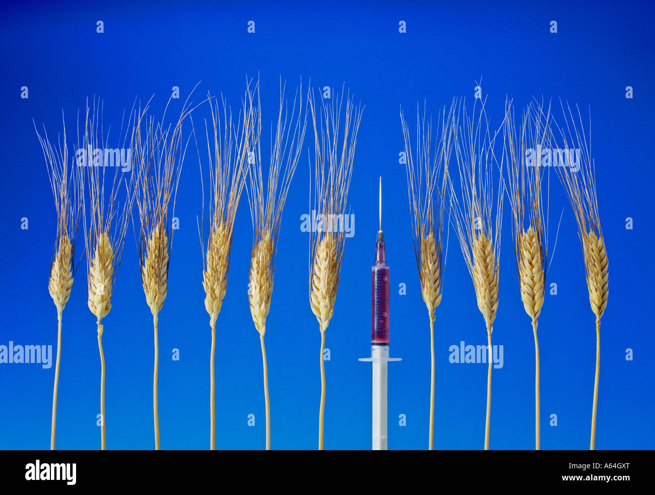 Le orecchie e la siringa simbolismo per le Biotecnologie e alimenti di design Foto Stock