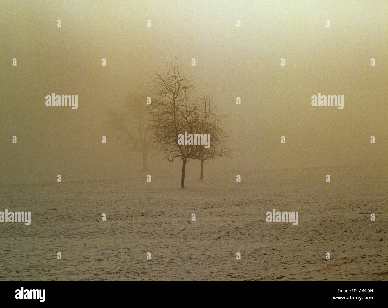 Peri nella nebbia e dell'inverno al mattino il Cantone di Turgovia svizzera Foto Stock