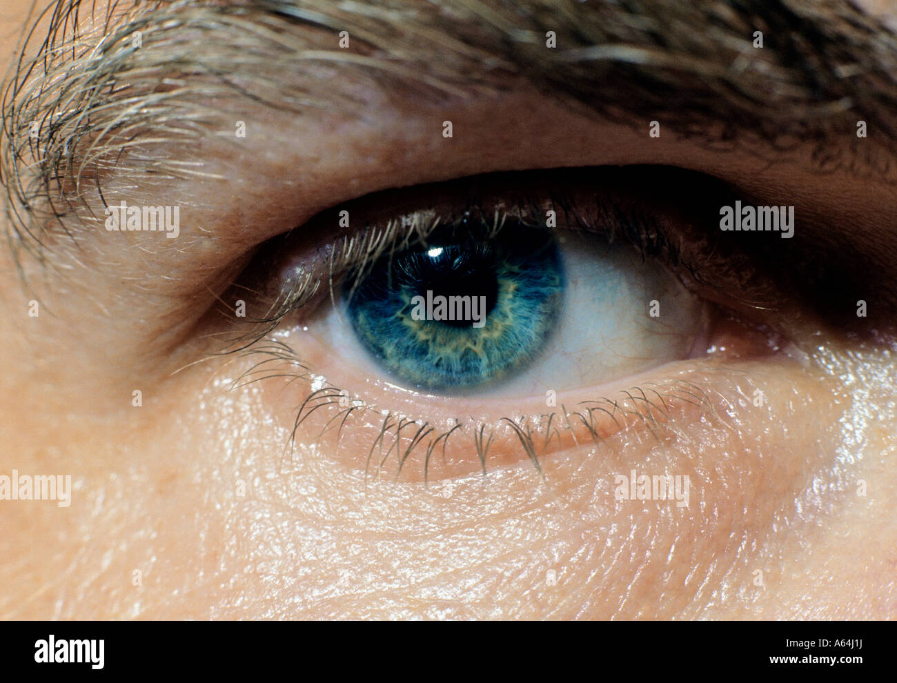 occhio blu dell'uomo Foto Stock