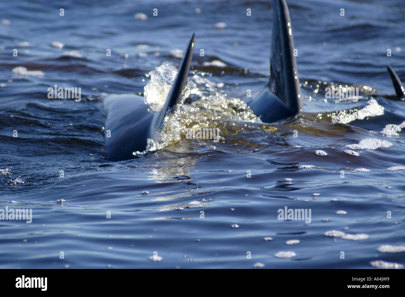 Il Cedar Key Florida dolphin alette Foto Stock
