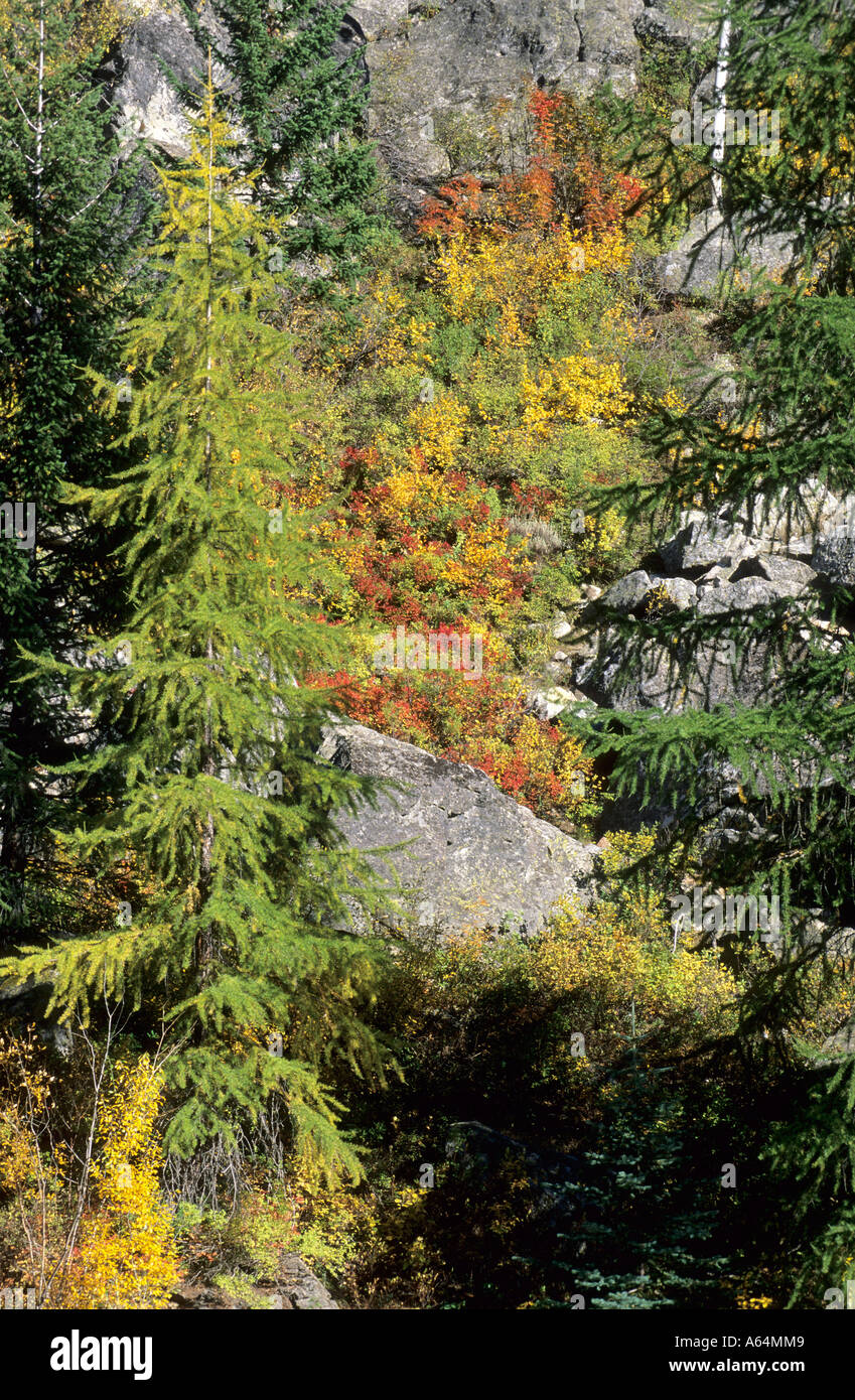 I colori dell'autunno al Lago Payette, Idaho, Stati Uniti d'America Foto Stock