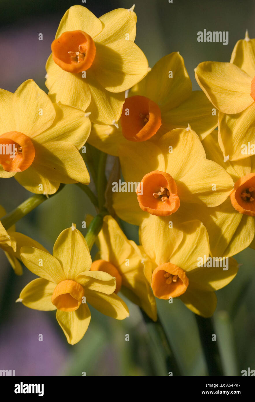 Close up Daffodil. Foto Stock