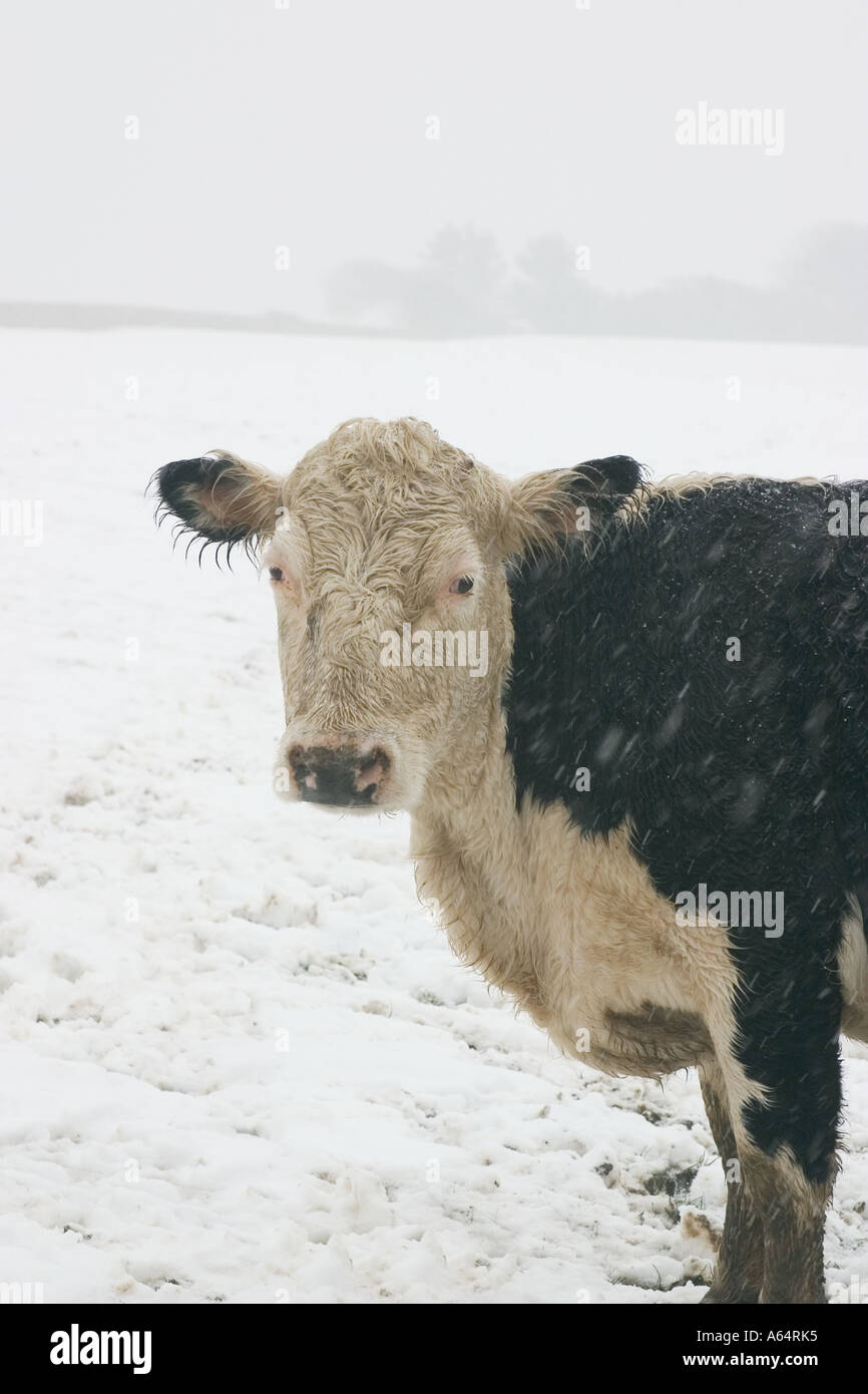 Un tetro mid-paesaggio invernale con la mucca. Foto Stock