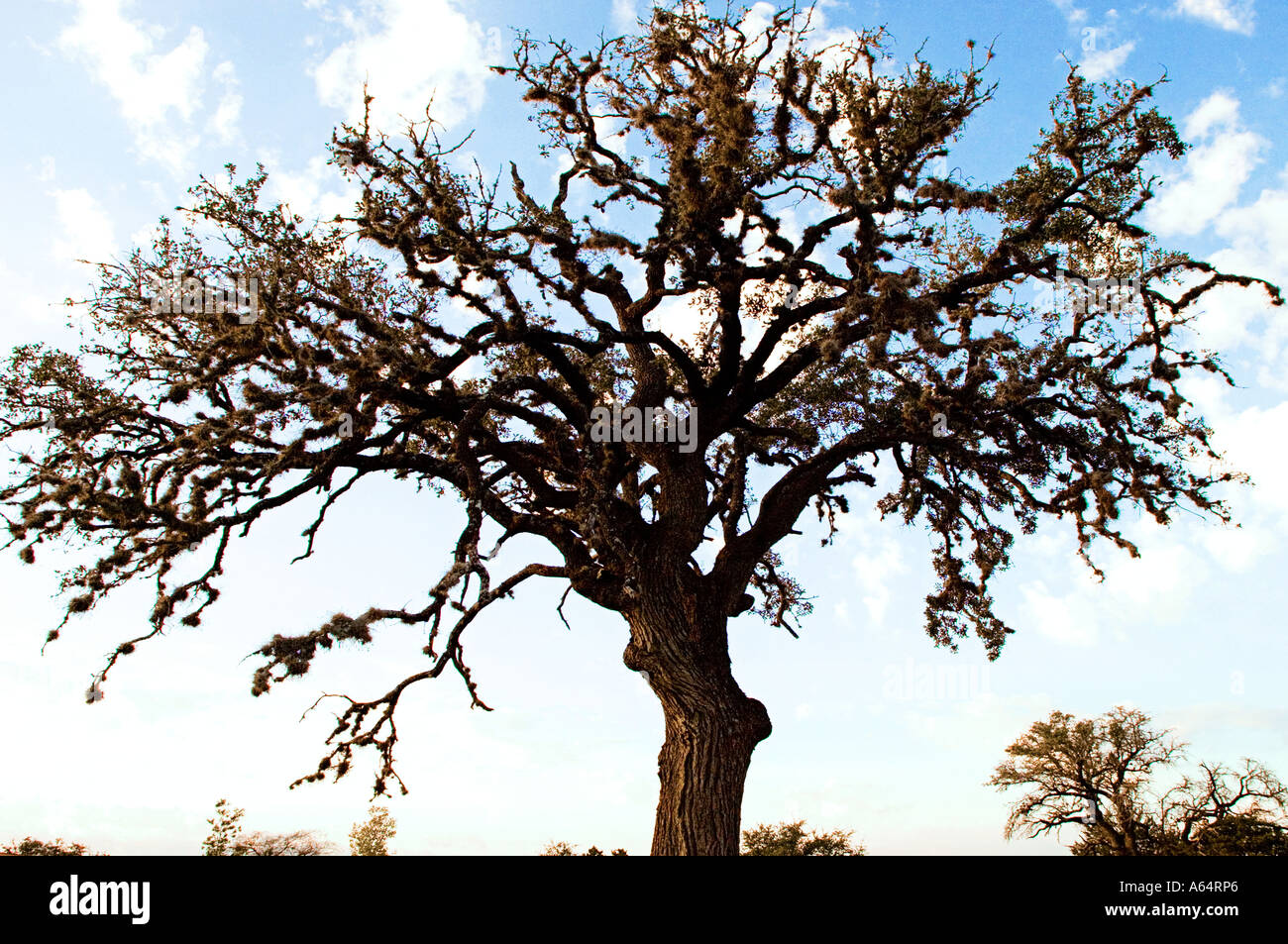 Silhouette di quercia shot in TX Winter 2005 al tramonto. Foto Stock