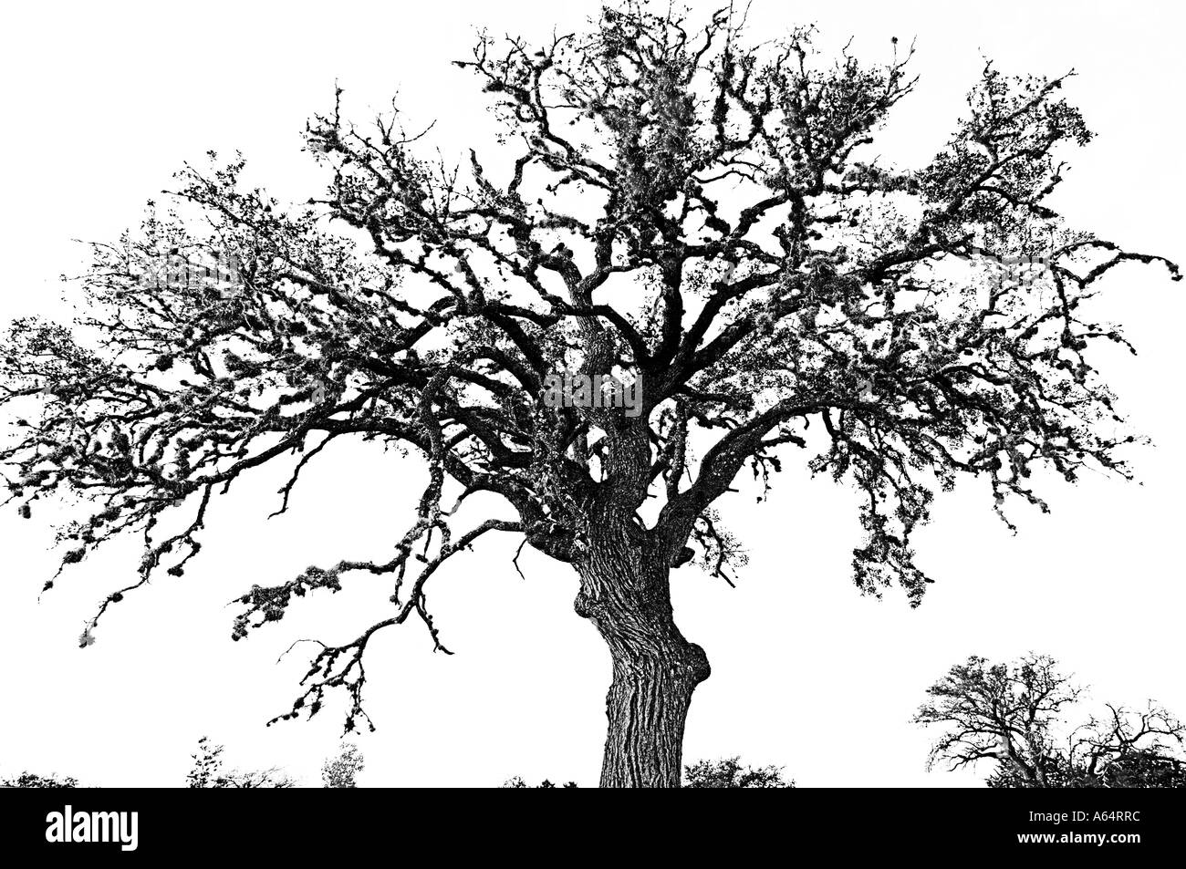 Silhouette di quercia shot in TX Winter 2005 al tramonto. Foto Stock