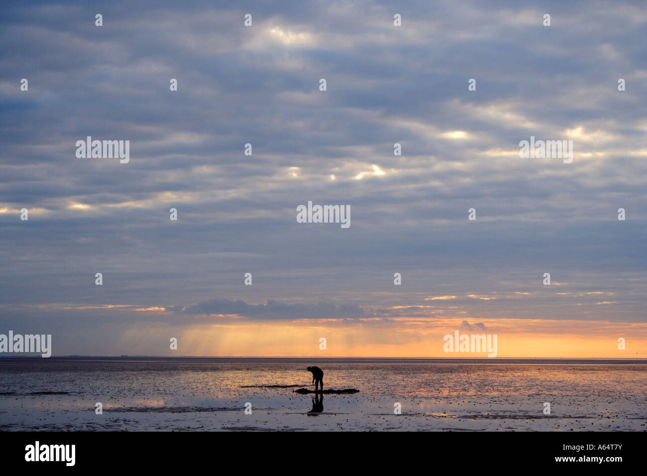 Silhouette di arricciatura picker ad ovest sulla costa di Norfolk, Snettisham beach con il glorioso cielo dietro Foto Stock