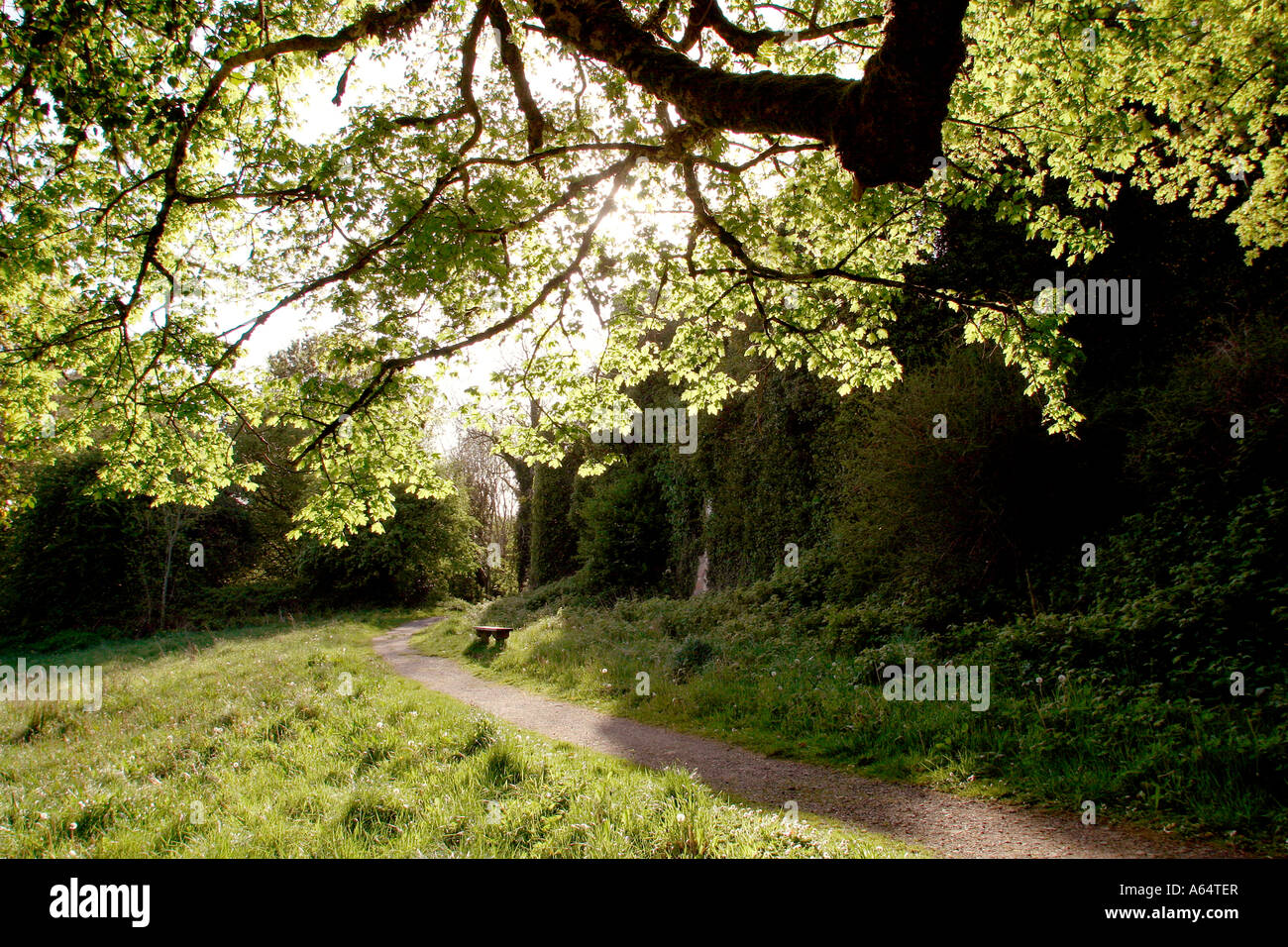 County Fermanagh Castle Caldwell in impostazione di bosco Foto Stock