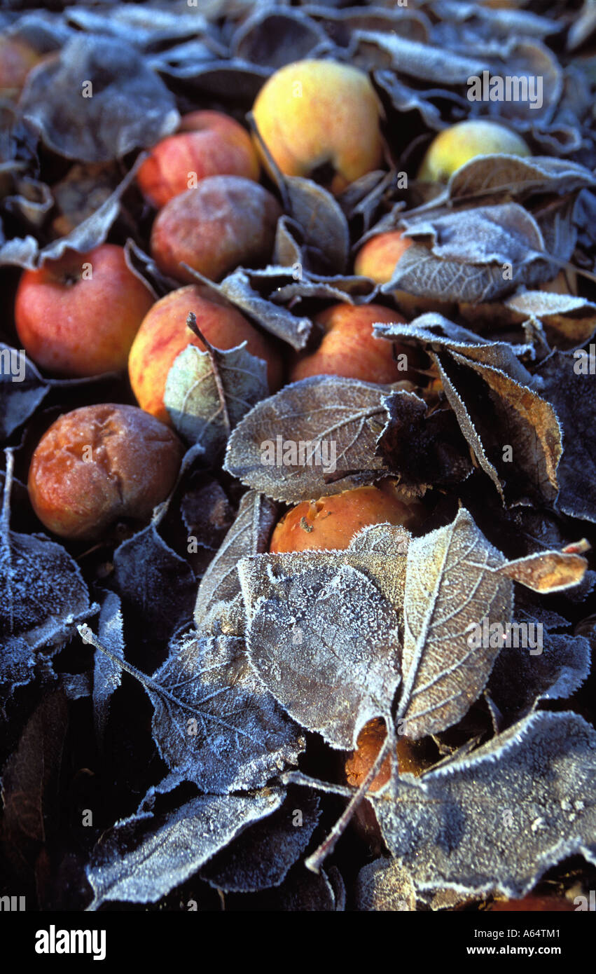 Rifiuti buone mele lasciati a marcire come troppo costoso nel Kent a prelevarle caduti marciume mele coperto di brina Foto Stock