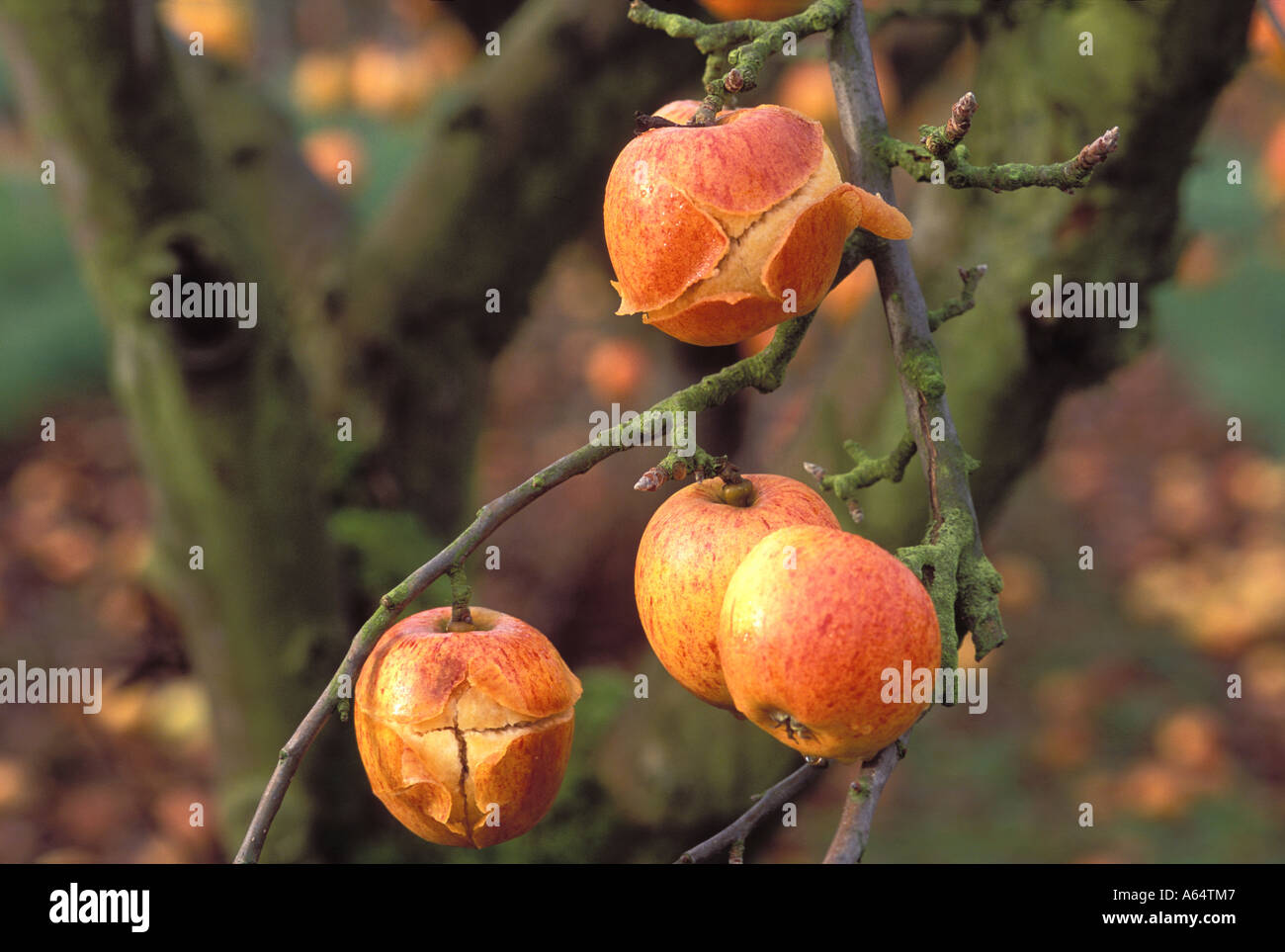 Sprechi, Cox Orange Pippin mele lasciati a marcire per albero in autunno REGNO UNITO Foto Stock