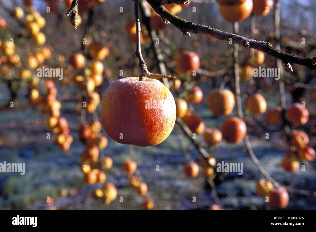 Sprechi, mele sano coperto di brina a sinistra su albero a goccia come troppo costoso nel Kent a prelevarle Foto Stock