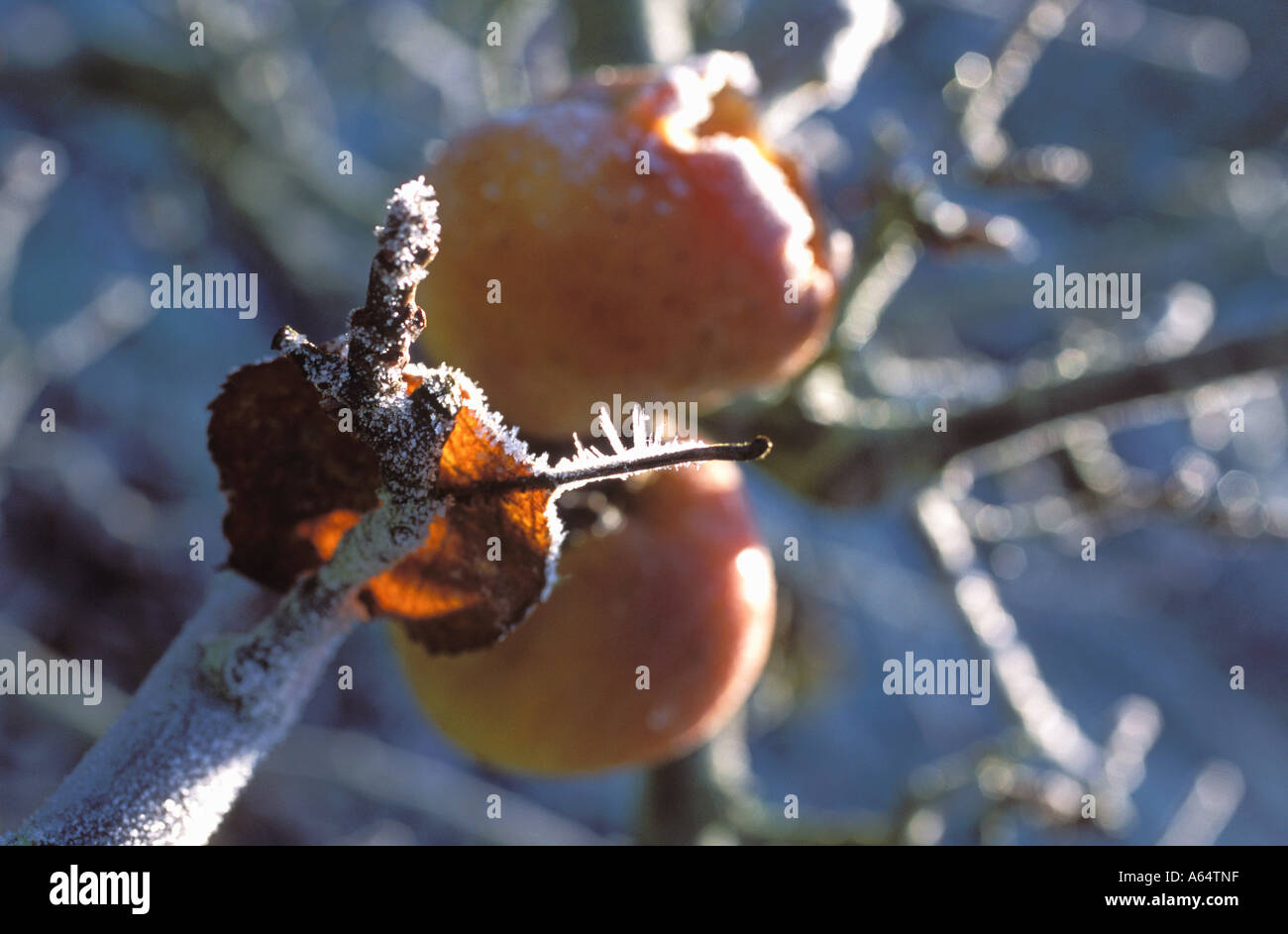 In inverno gli sprechi, unpicked mele coperto di brina lasciati a marcire per albero come troppo costosa per la mietitura Foto Stock