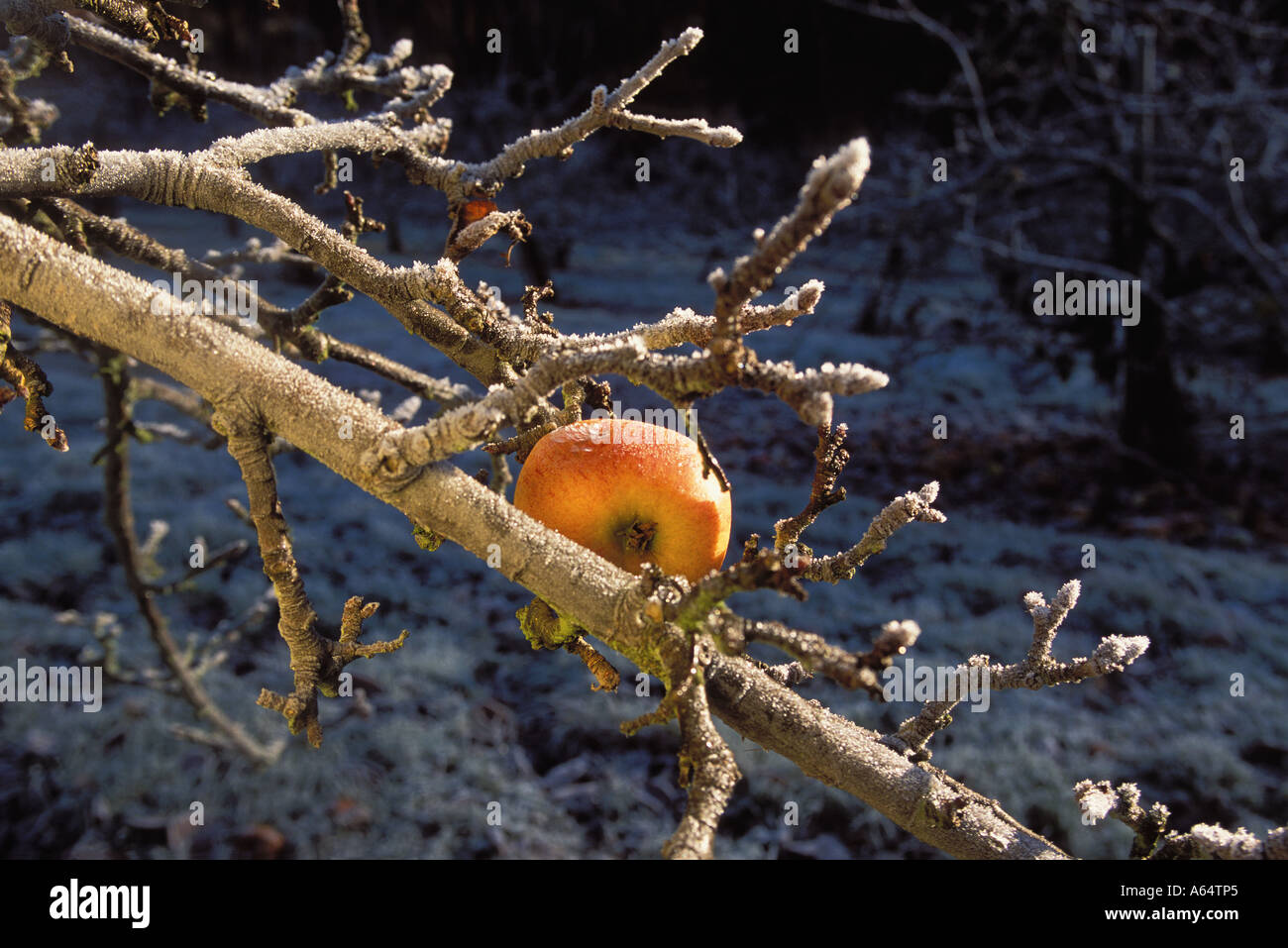 Mele Unpicked Cox orange pippin sinistra su albero a decomporsi in kentish orchard coperto di brina Foto Stock