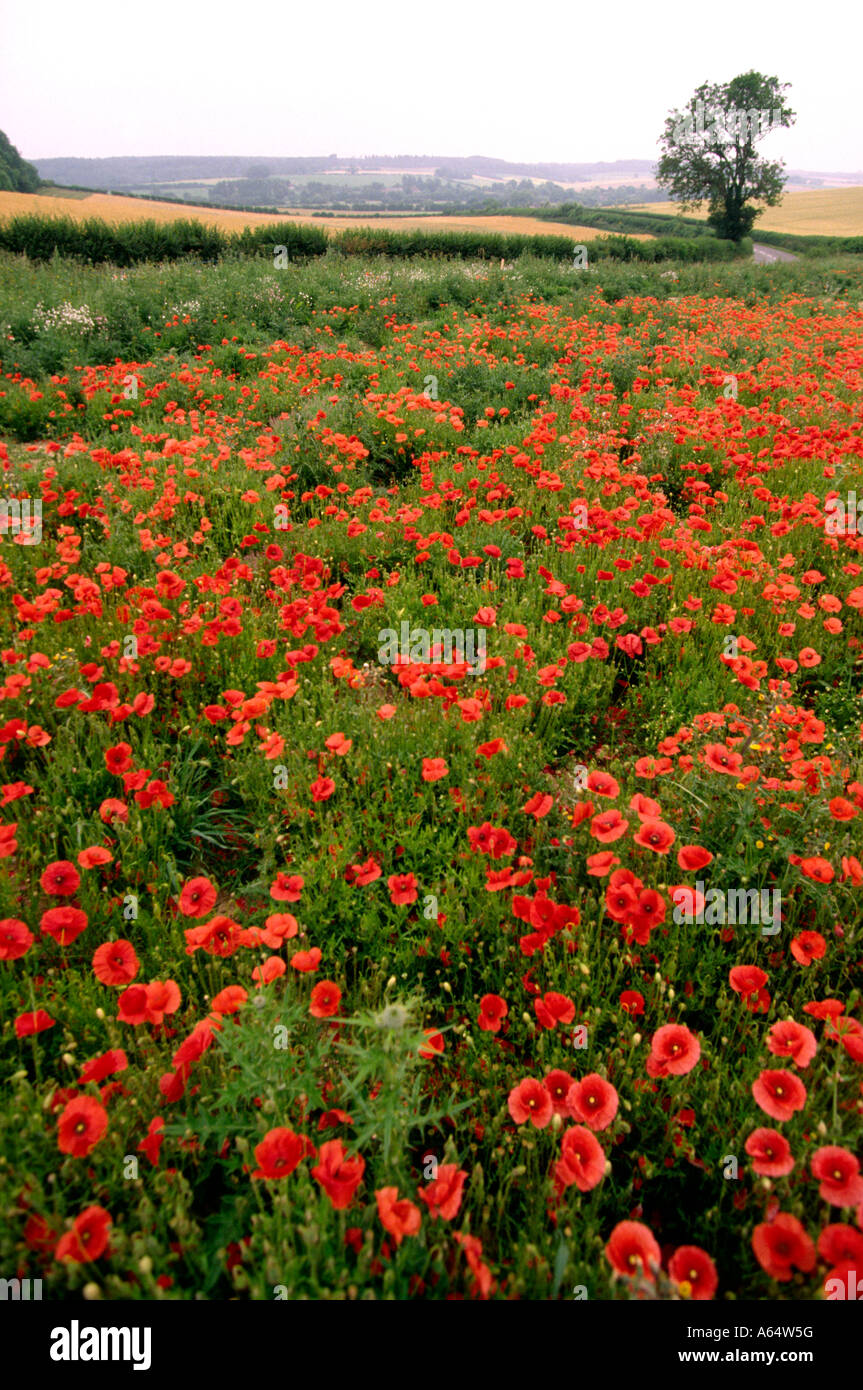 Dorset Regno Unito Frome Valle di papavero campo riempito Foto Stock