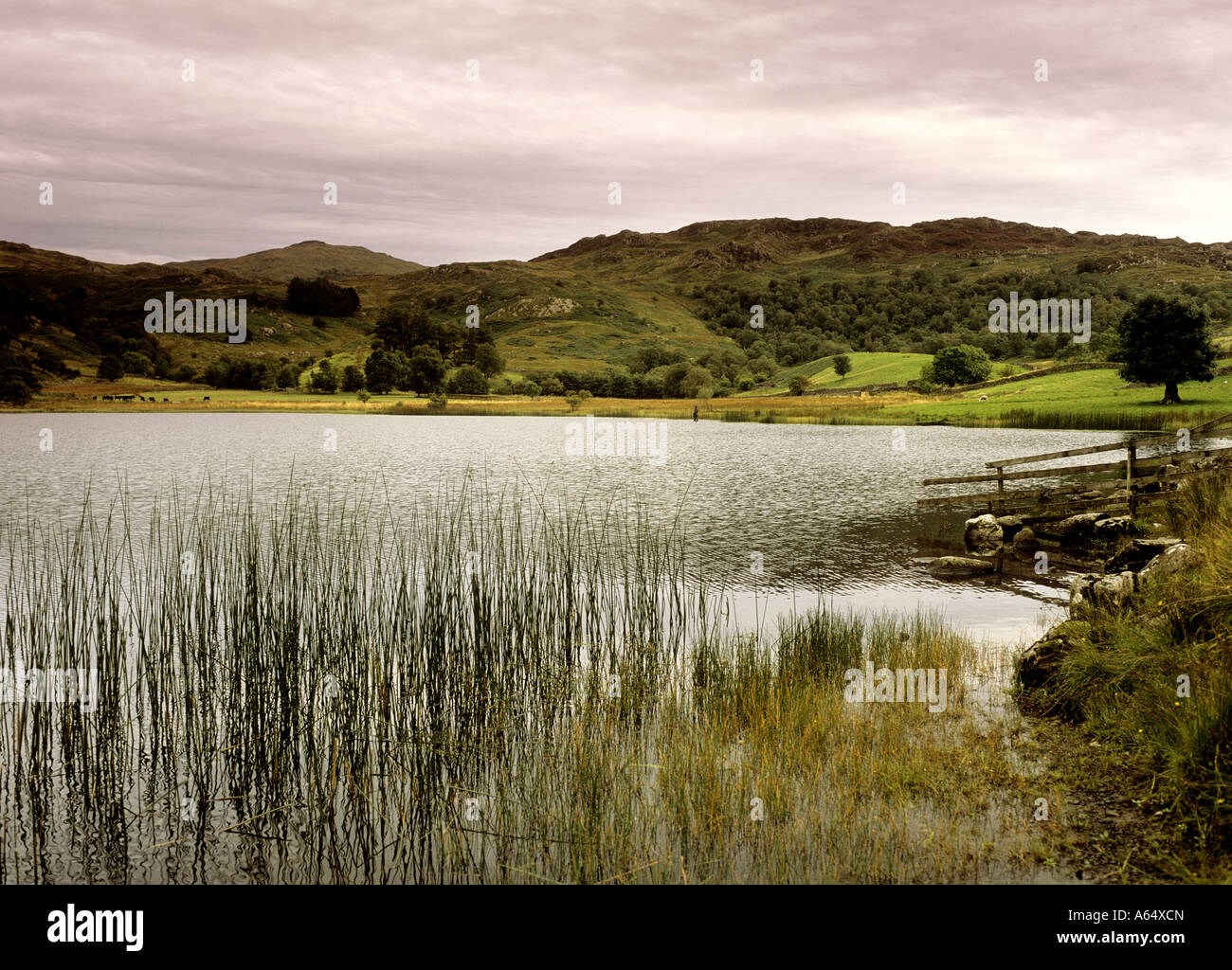 Watendlath Tarn, Cumbria, Lake District, England, Regno Unito Foto Stock