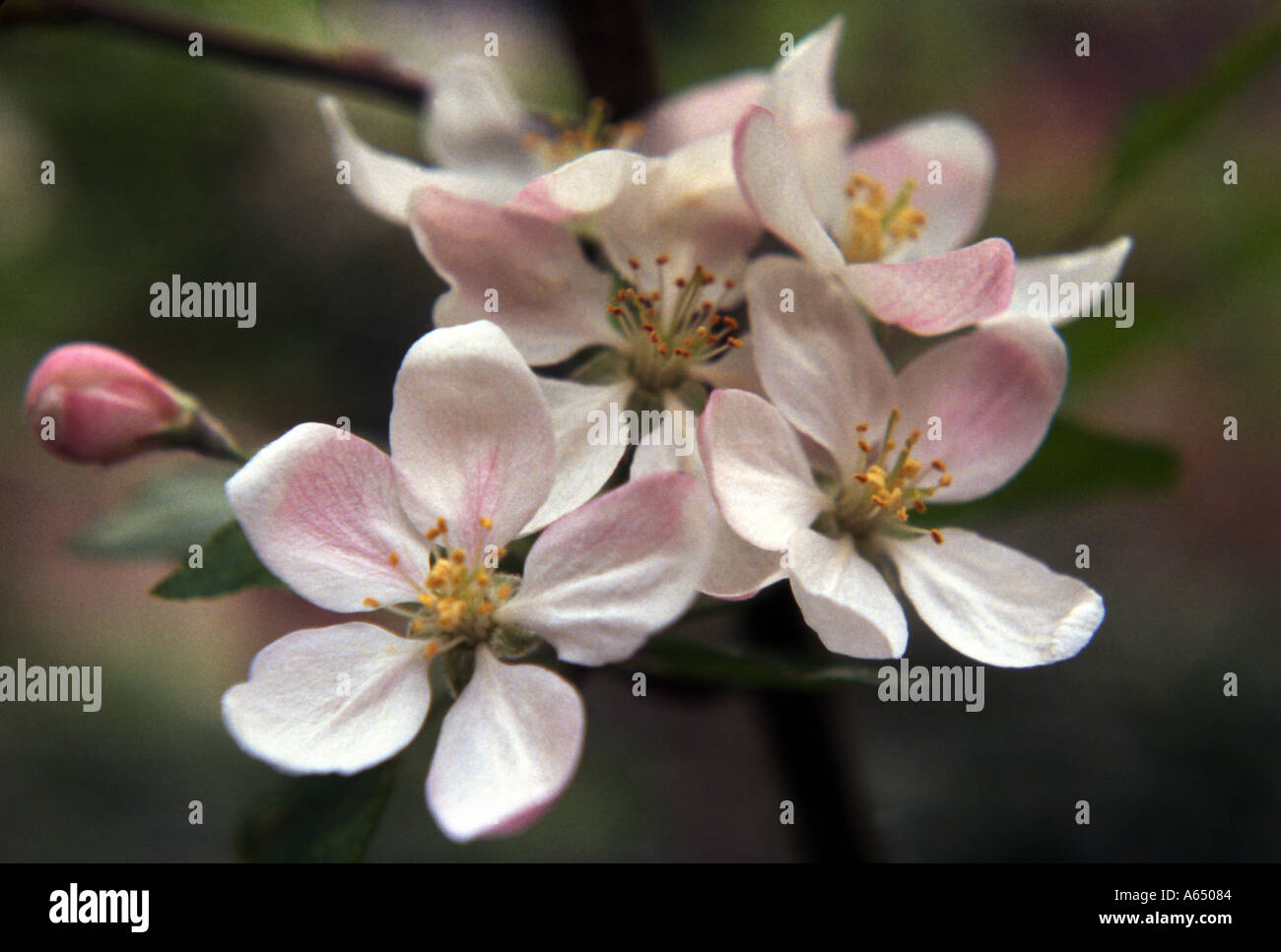Apple Blossoms Oregon USA Foto Stock