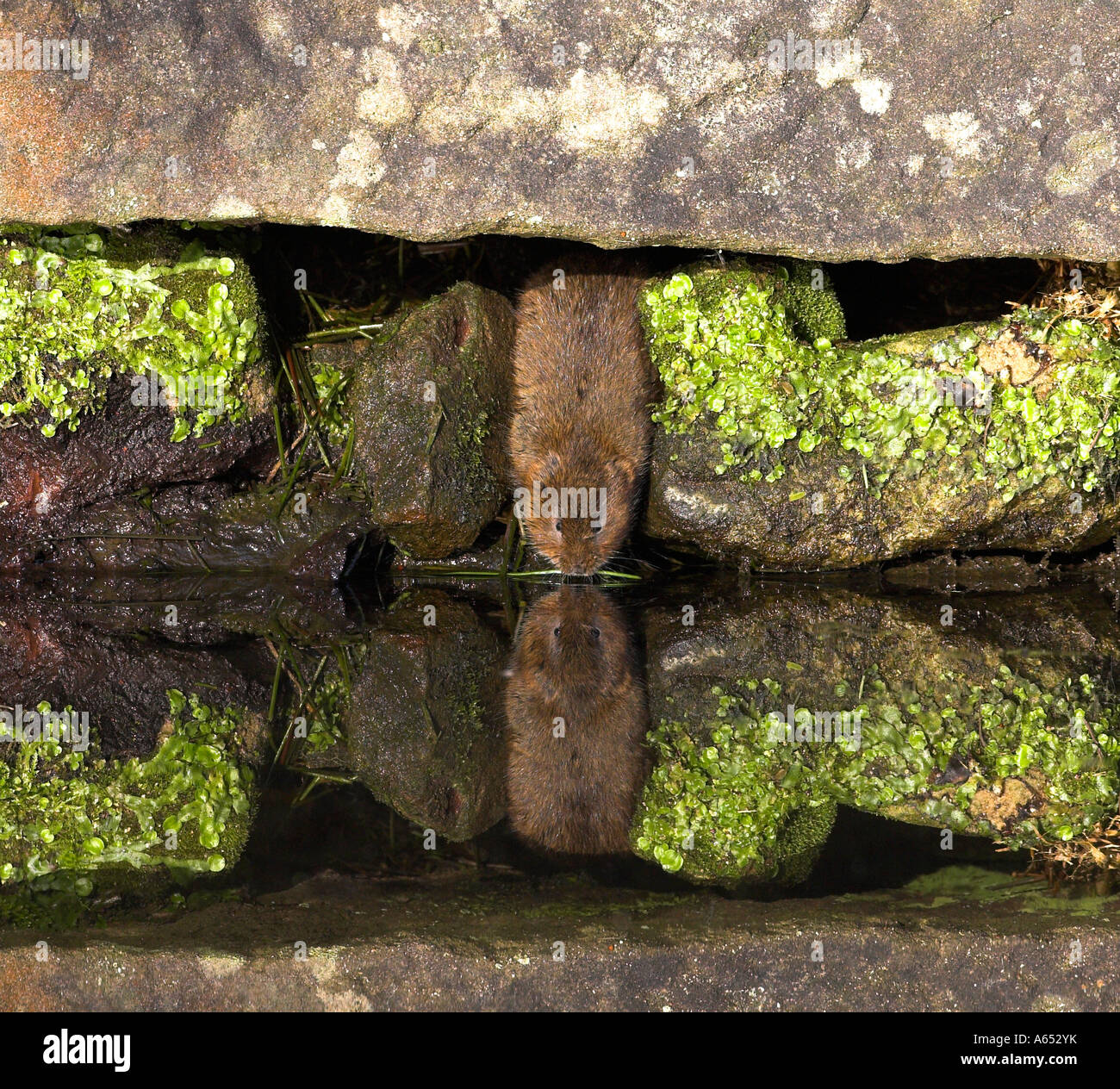 Acqua vole Arvicola terrestris Foto Stock