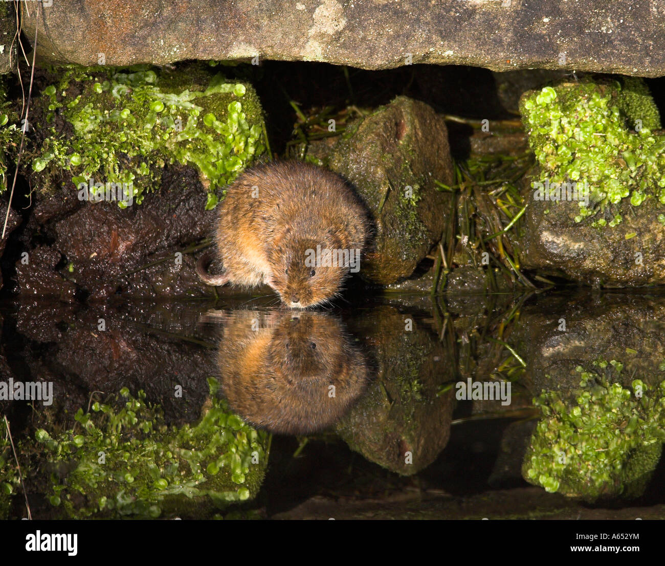 Acqua vole Arvicola terrestris Foto Stock