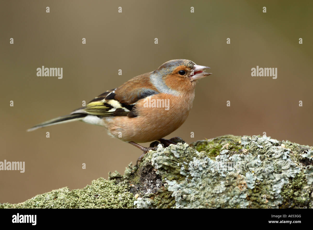 Fringuello Fringilla coelebs maschio su lichen oggetto tree Foto Stock