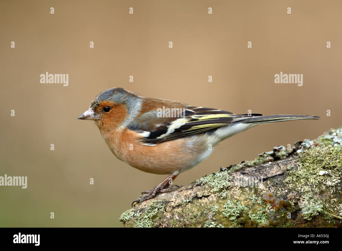 Fringuello Fringilla coelebs maschio su lichen oggetto tree Foto Stock