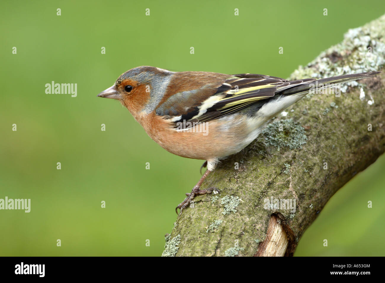 Fringuello Fringilla coelebs maschio su lichen coperto il ramo verde dietro Foto Stock