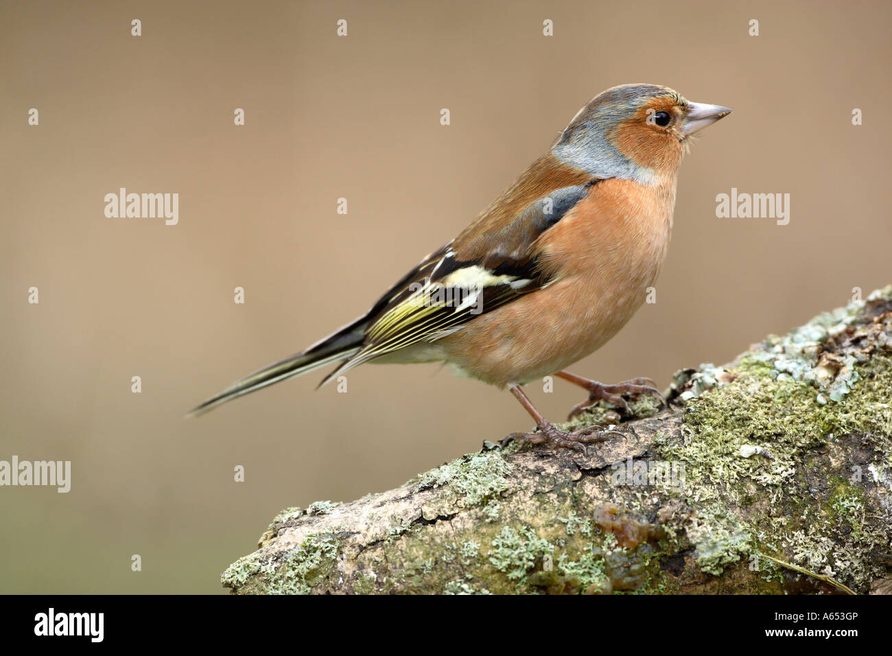 Fringuello Fringilla coelebs maschio su lichen coperti log Foto Stock