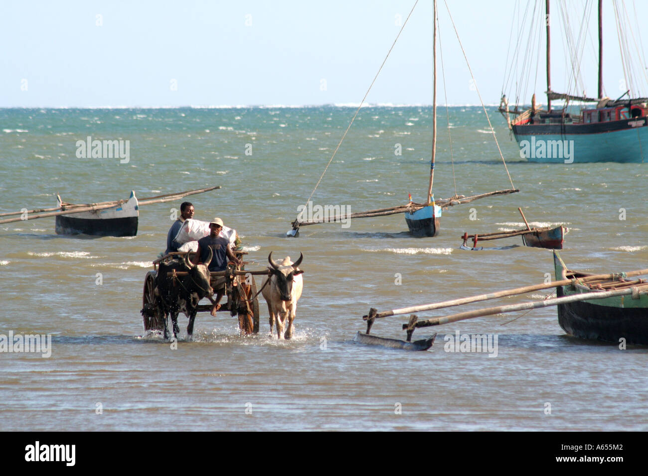 Il Madagascar, l'uomo a cavallo di un carrello di zebù in dopo il caricamento di una imbarcazione, Toliara ( Tulear ) Foto Stock