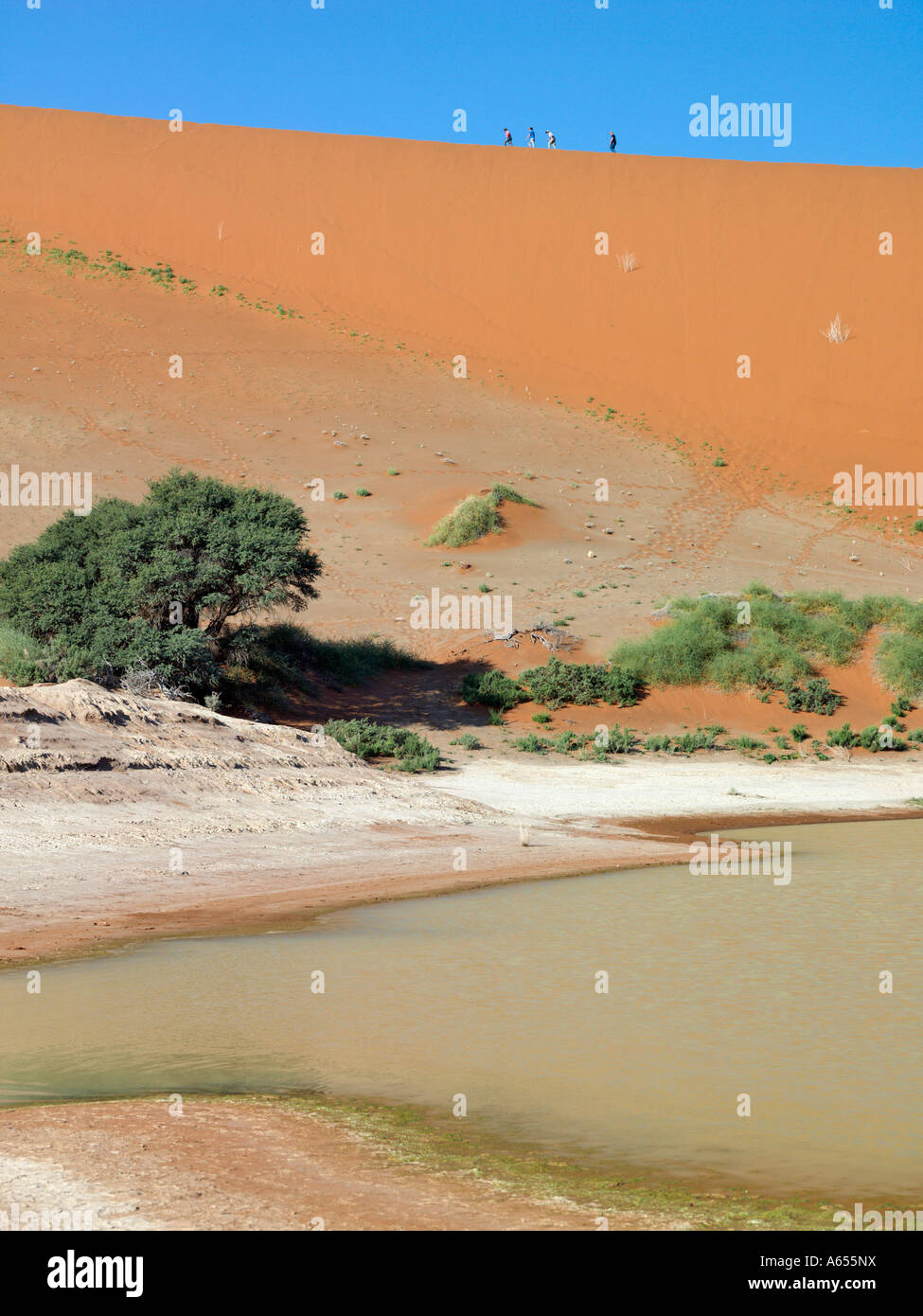 I visitatori salgono Sossusvlei - una coppa acqua piovana forma alla base di questa famosa la forma di una mezzaluna duna da anni di abbondante pioggia Foto Stock